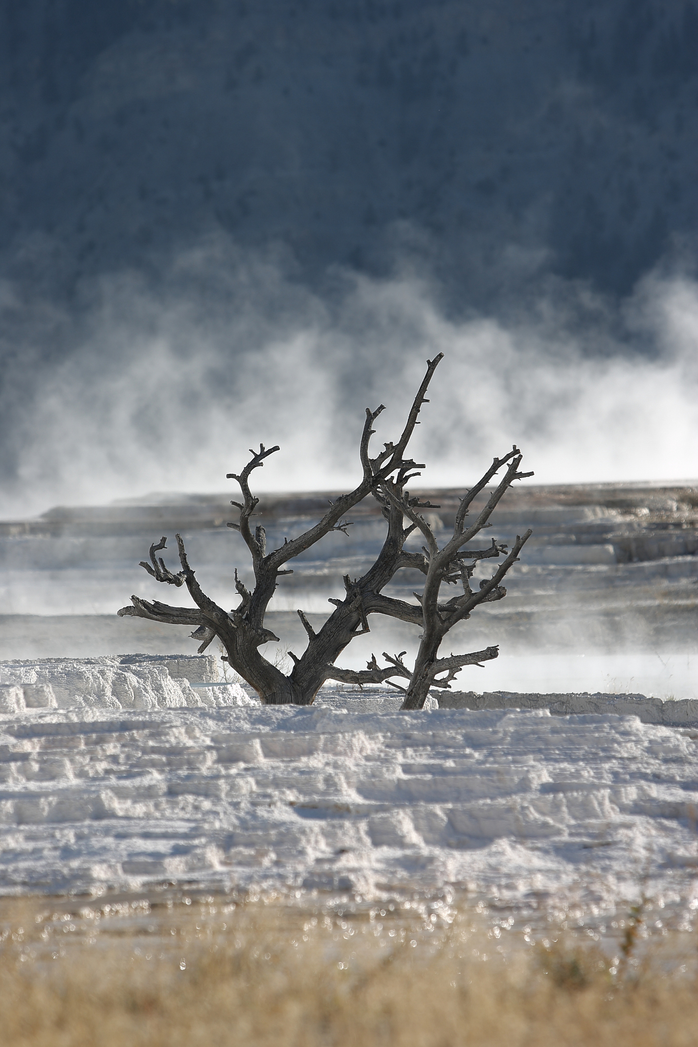 travertine terrace at mammoth hot springs in yellowstone nationa