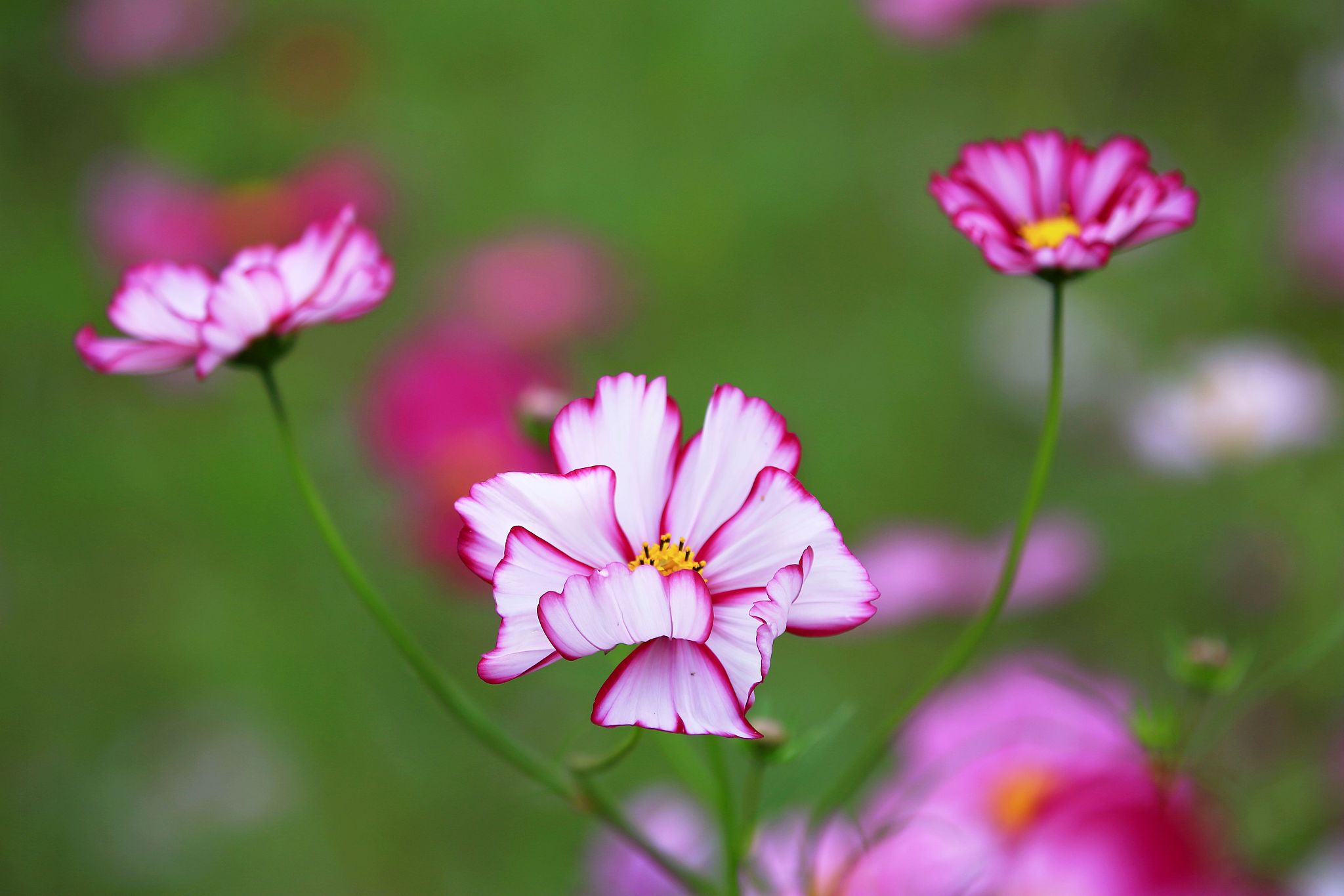 花仙子防御技能名称：好听又强力的名字推荐