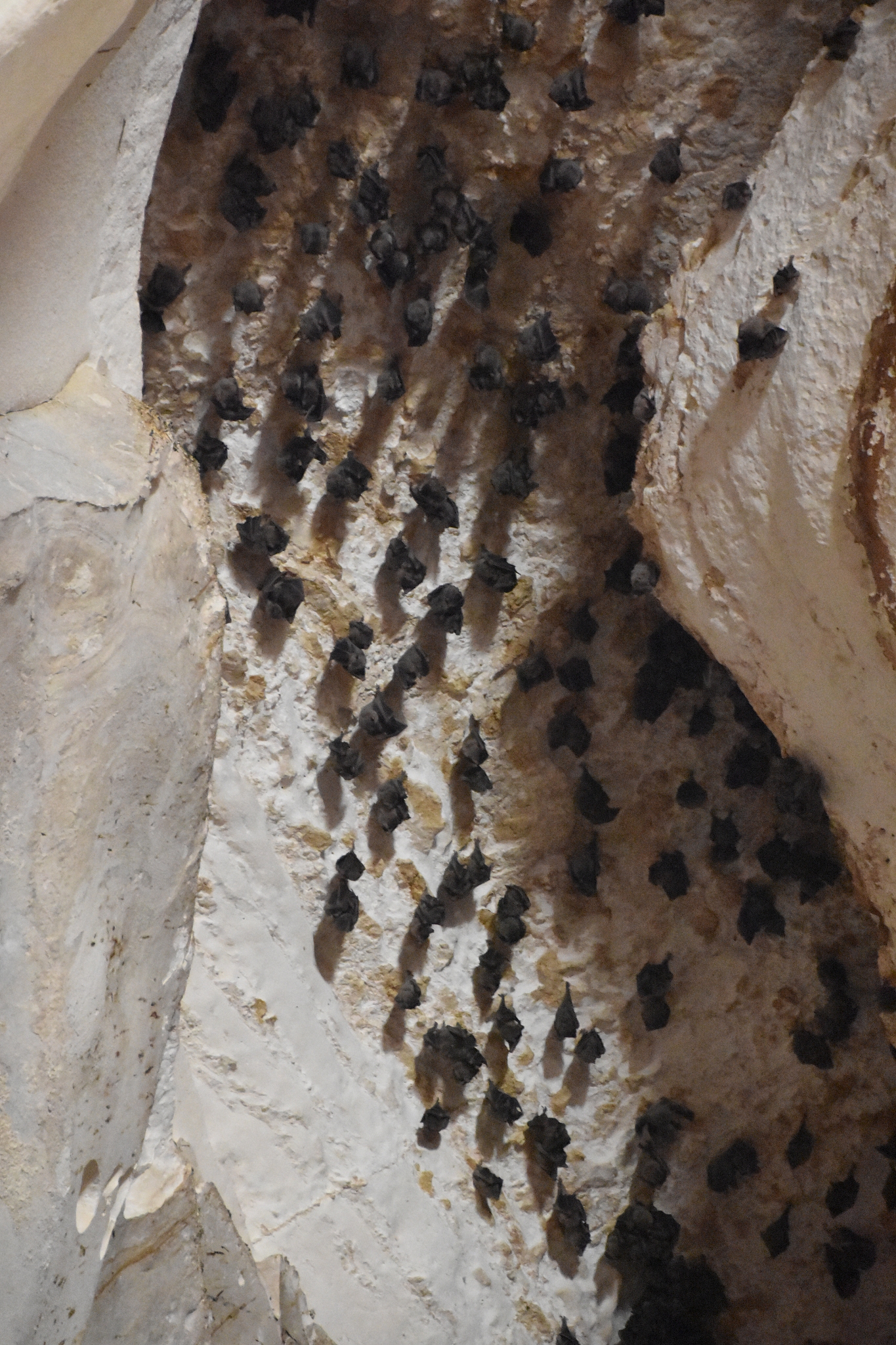 bats in a cave