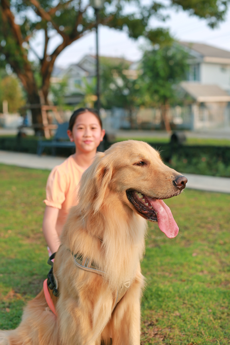 金毛犬攻击性强吗？适合家庭饲养吗？