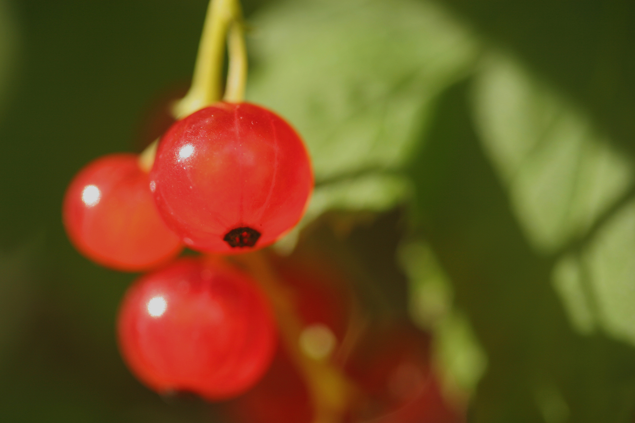 red berry