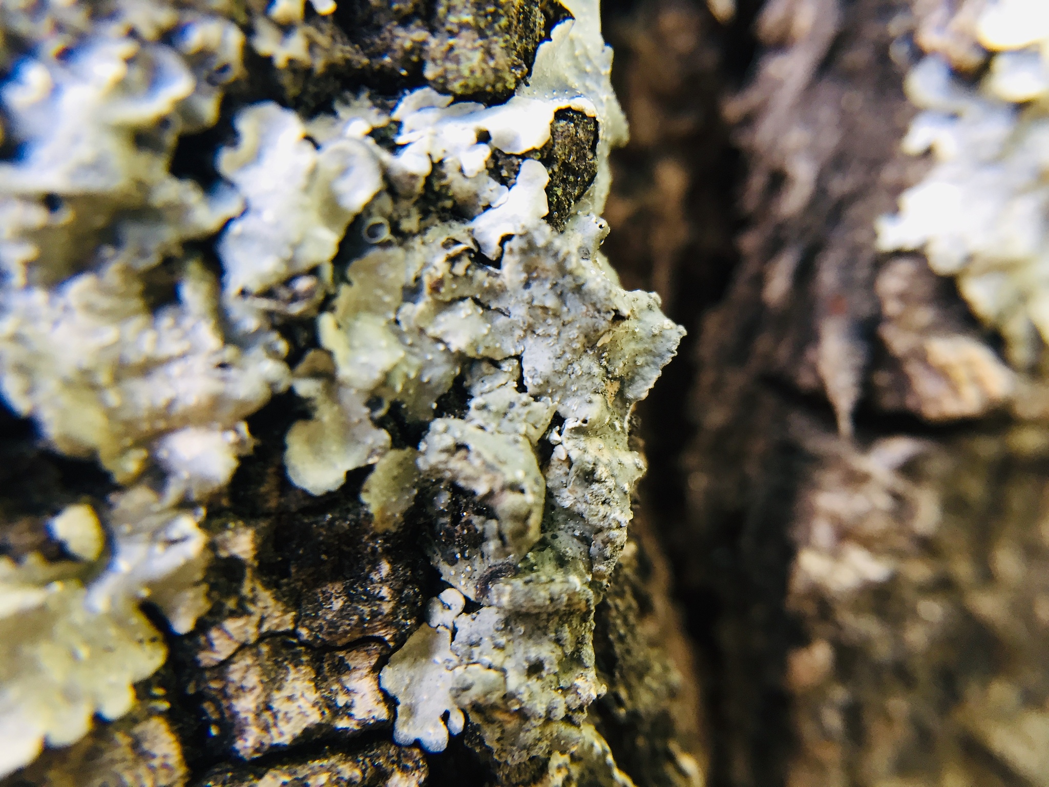 a old tree bark texture background