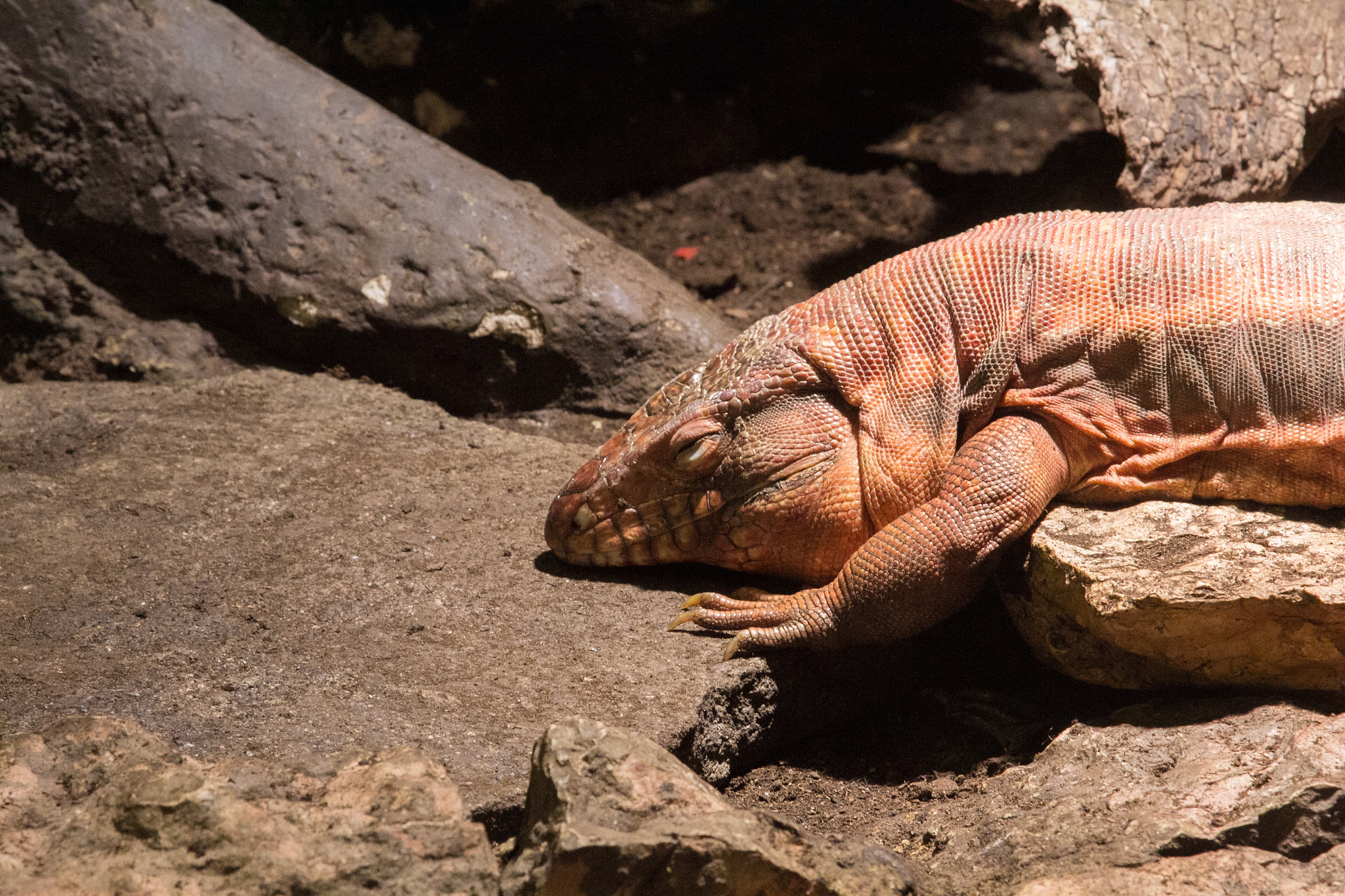 iguana