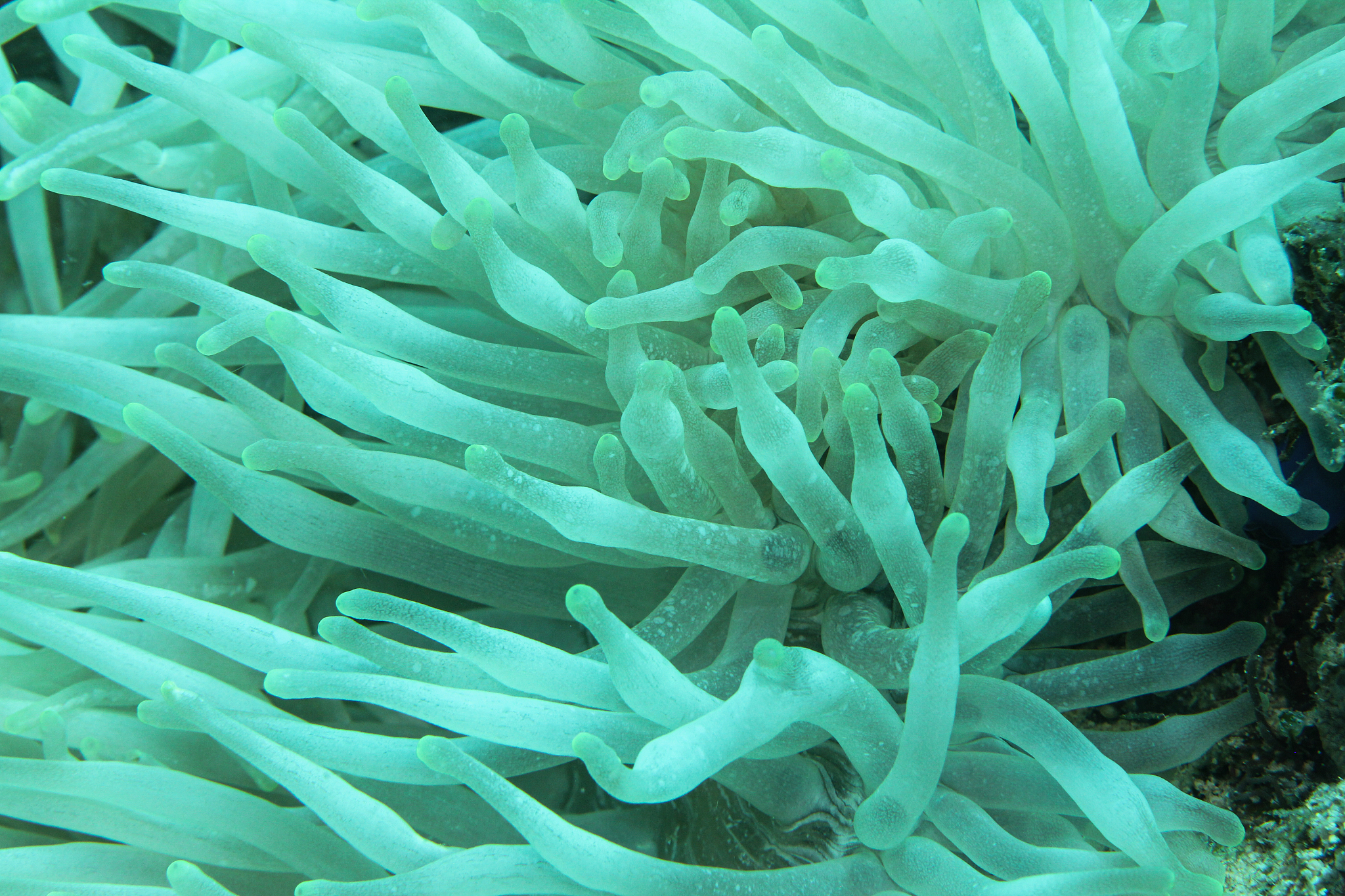 tropical aquarium, tropical waters sea anemone macro close up te