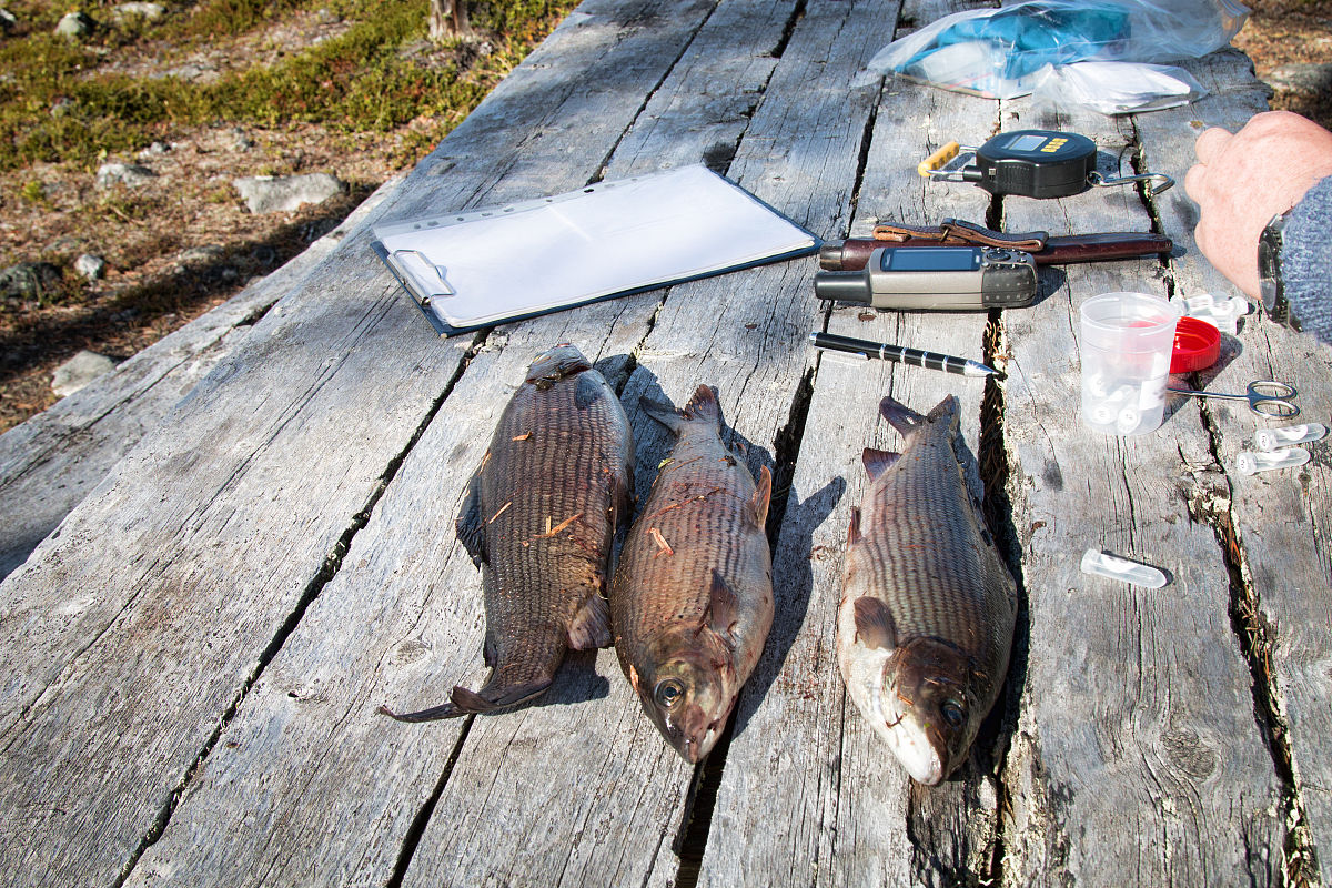 开题报告里面的研究方法有那些实地研究法呢？