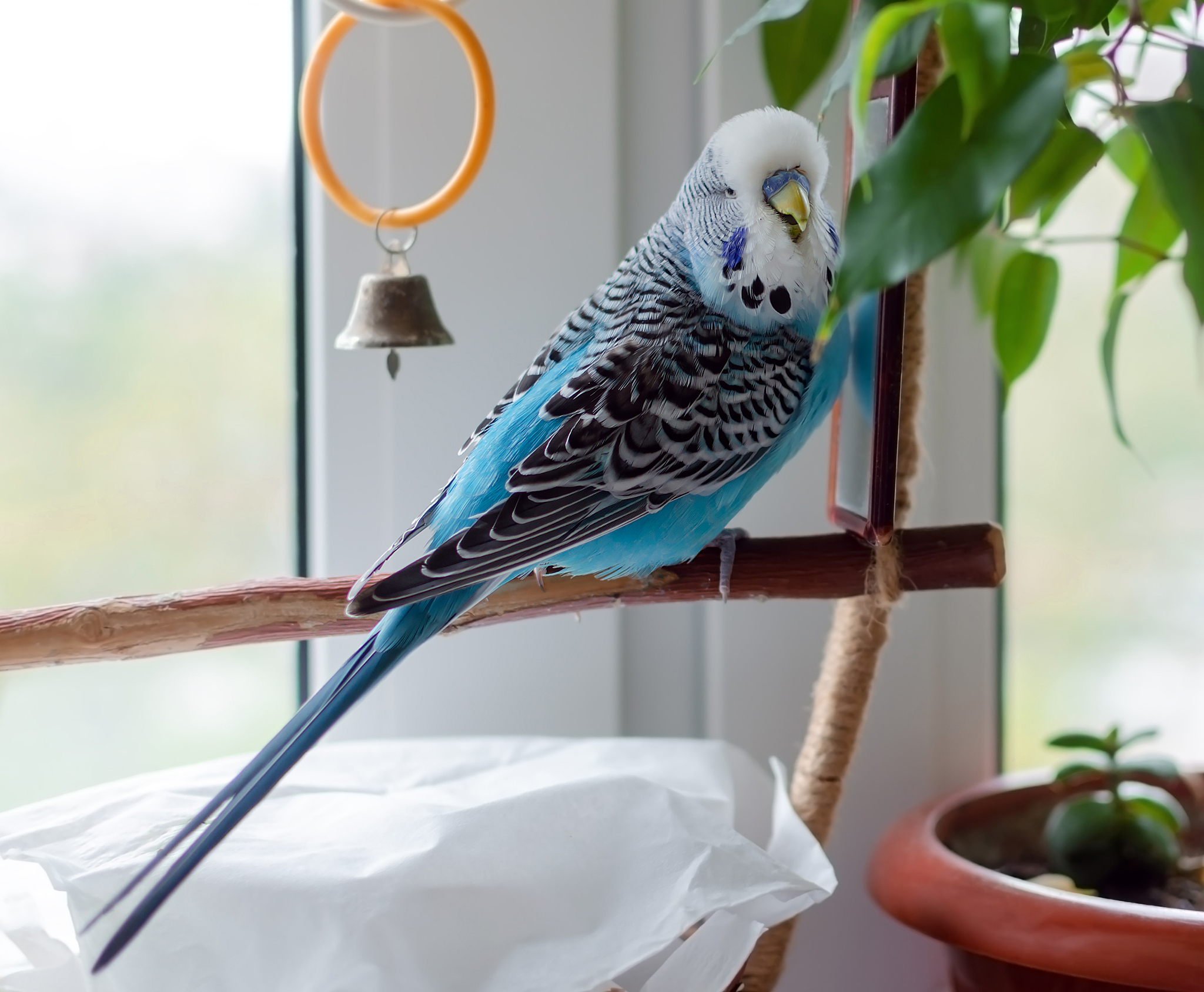 虎皮鹦鹉 写一篇300字小学作文