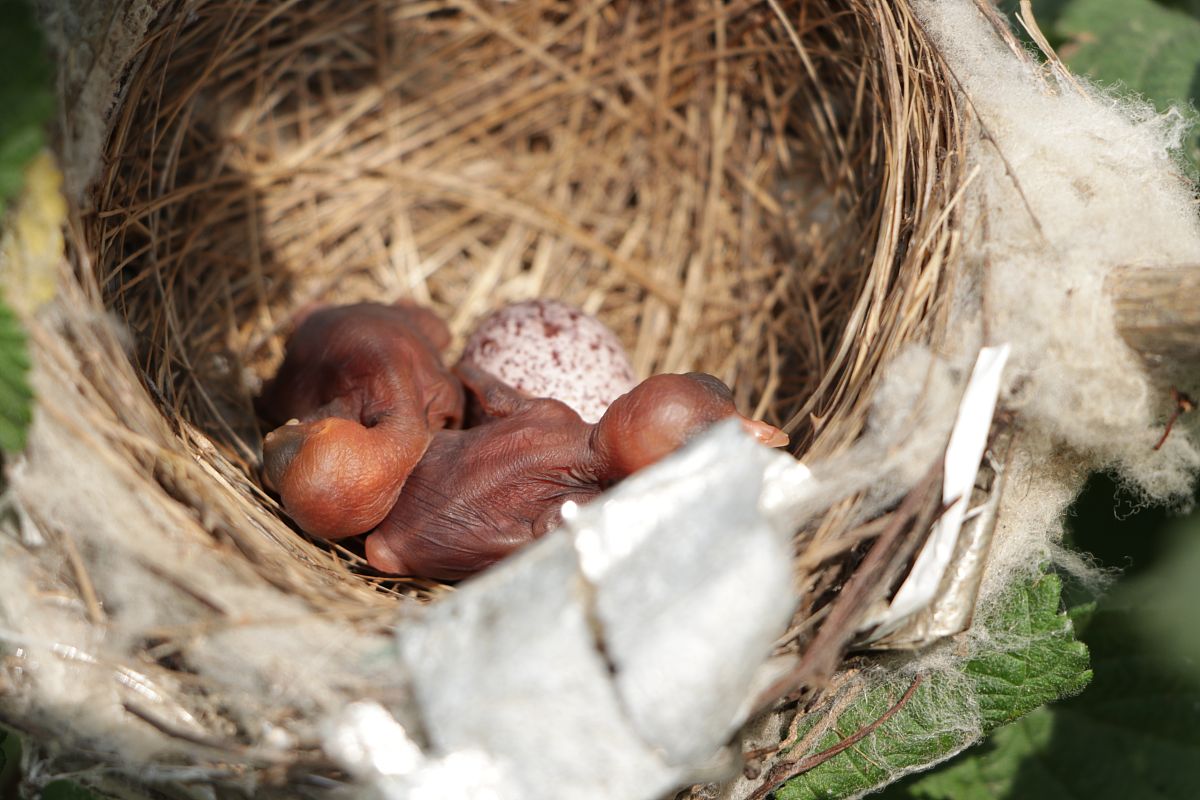 宏碁笔记本蜂鸟系列S50-51配置详细参数