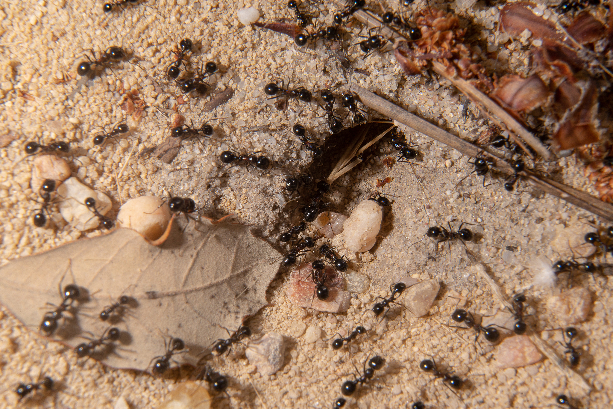 蚂蚁遇到蜗牛会发生什么