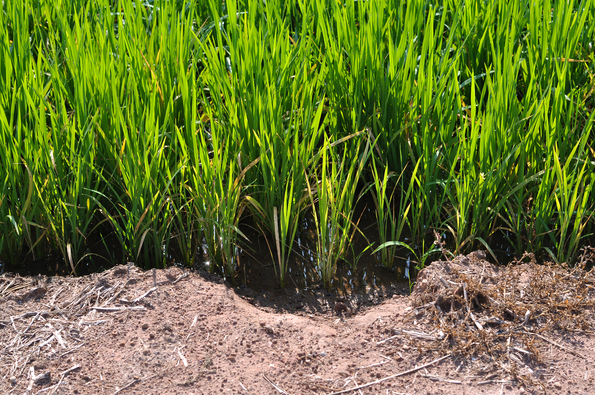 自1980年至2018年强酸性pH值≤55水稻土面积增加了约29×104 hm2导致水稻土的pH值下降速率达到了0016年。目前强酸性和弱酸性水稻土分别占据了该区域水稻土面积的61和467而中性水稻土仅占据了357的比例。