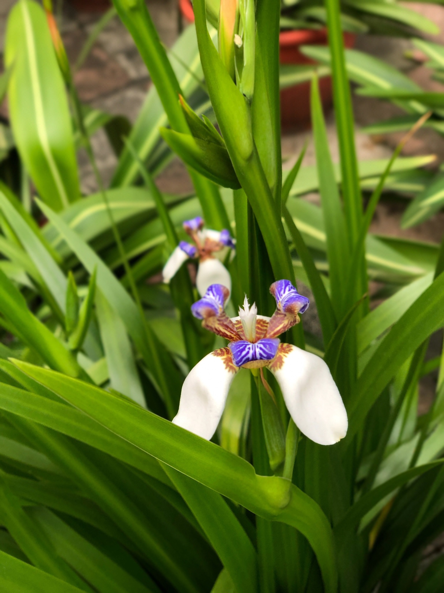 close-up of purple flowering plant