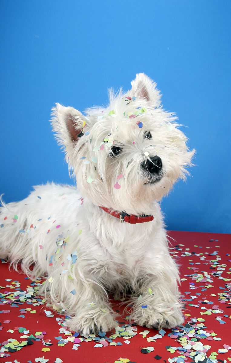 Flight 小型犬哪个品种不容易掉毛？一些小型犬品种不容易掉毛如迷你贵宾犬、西高地白梗犬、比熊犬、约克夏犬等。但是每只狗狗的毛发状况都不同还需要根据个体情况来判断。Flight 雪纳瑞容易掉毛吗？