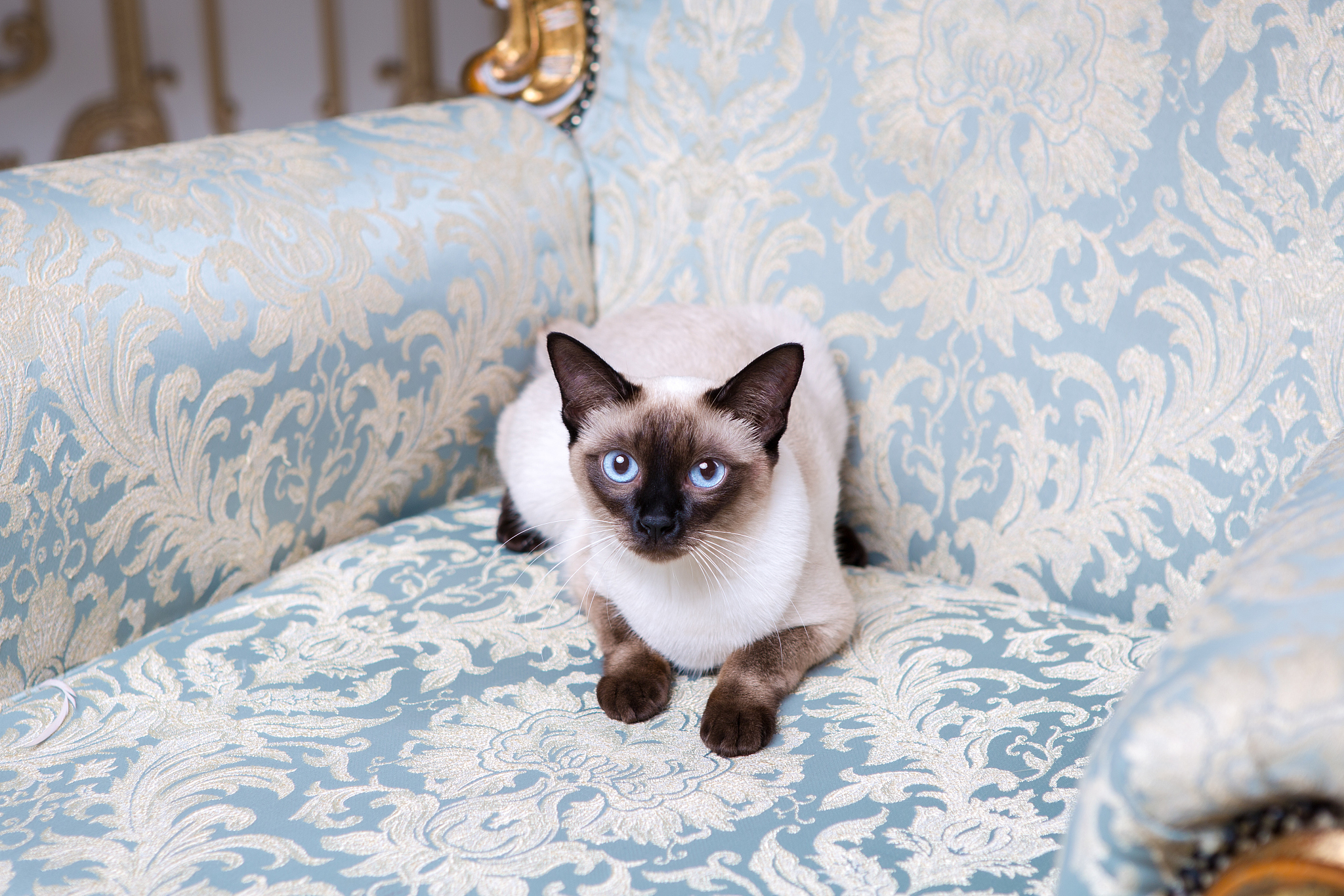 尾巴,欧洲,宠物,<strong>猫</strong>,濒危物种,雌性动物,自然美,室内,建筑,坐