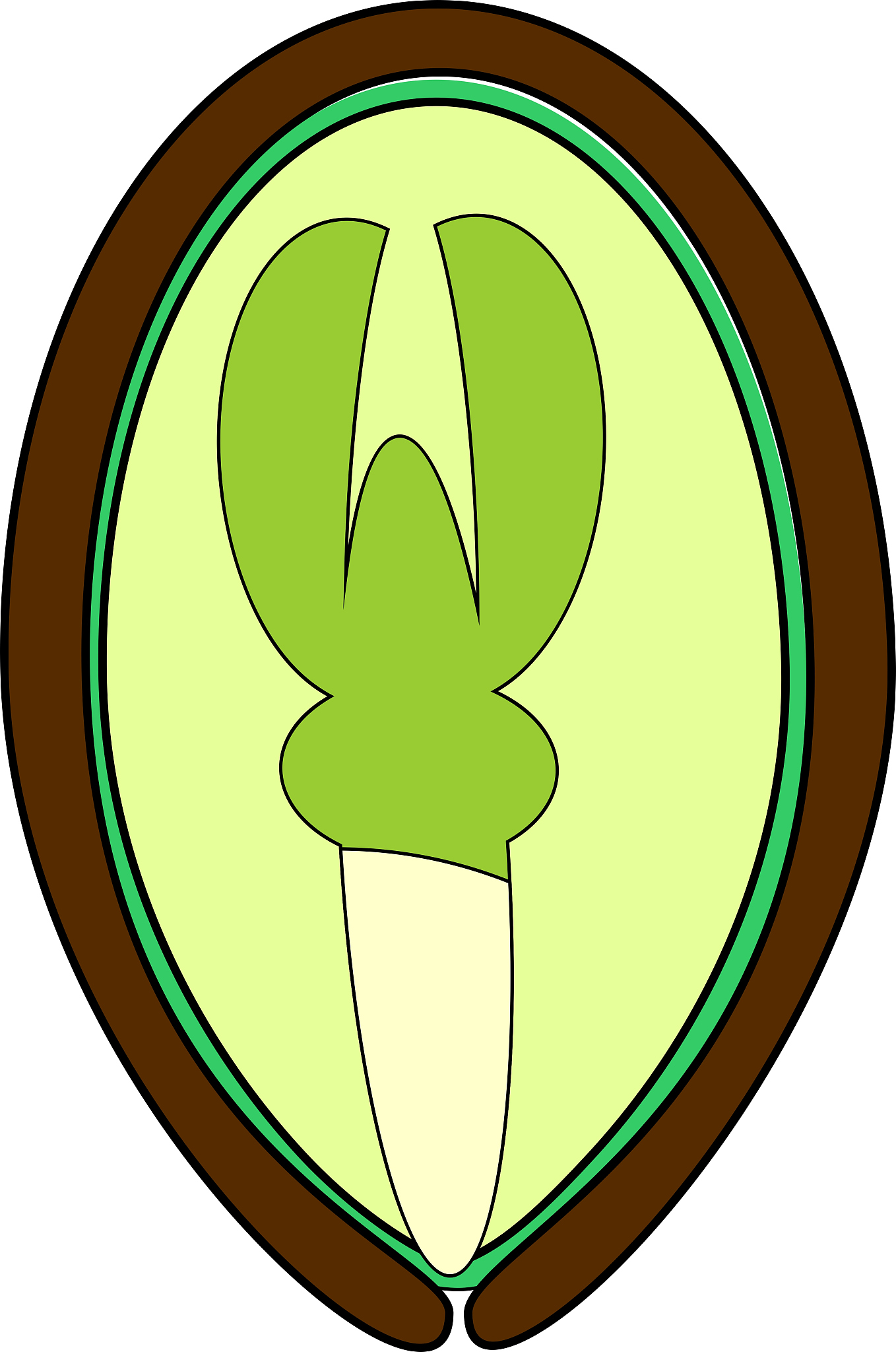 日本柳杉种子胚乳 - 胚胎发育的关键营养来源