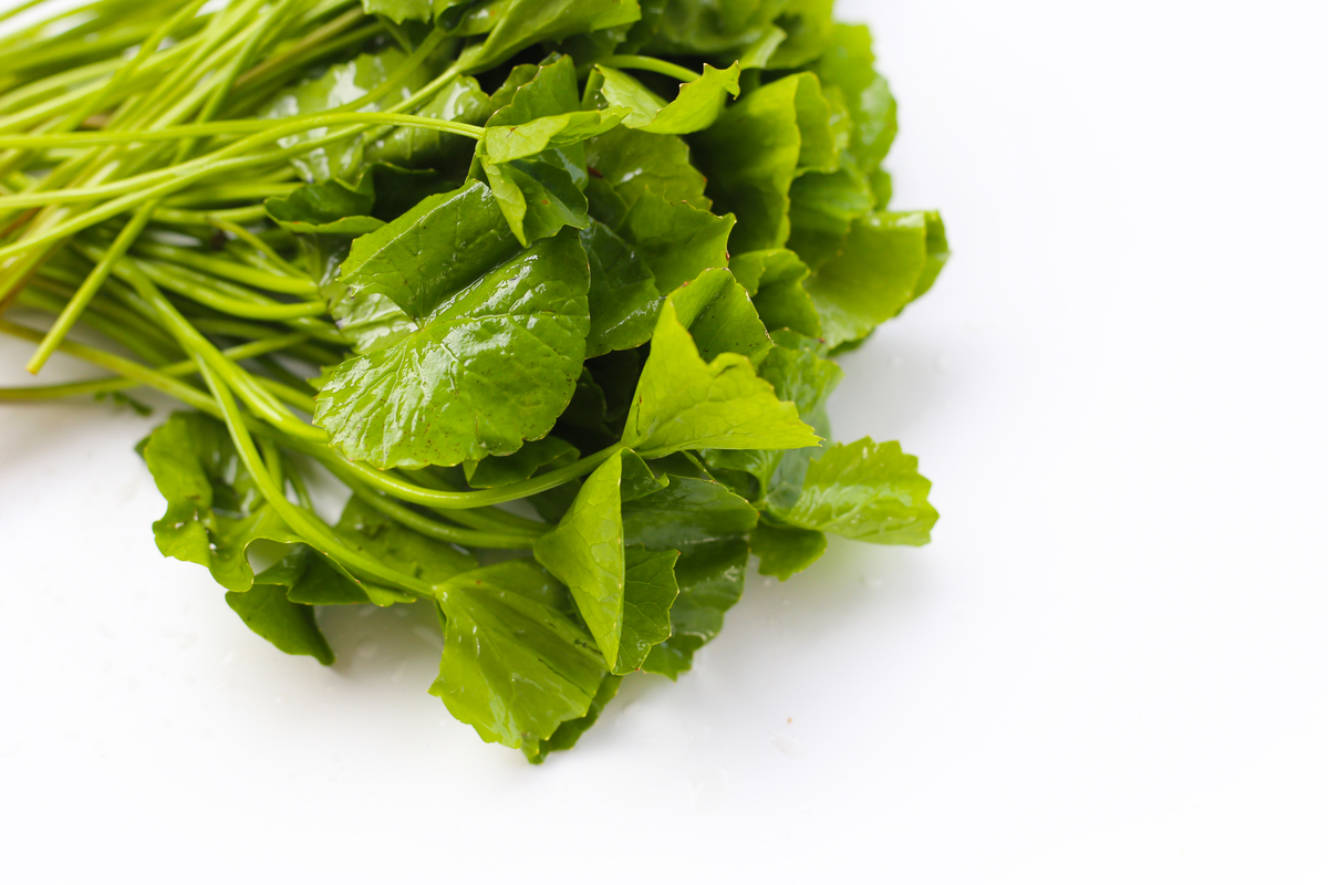 江苏灌南苦菜汤：缓解胃部不适的民间偏方