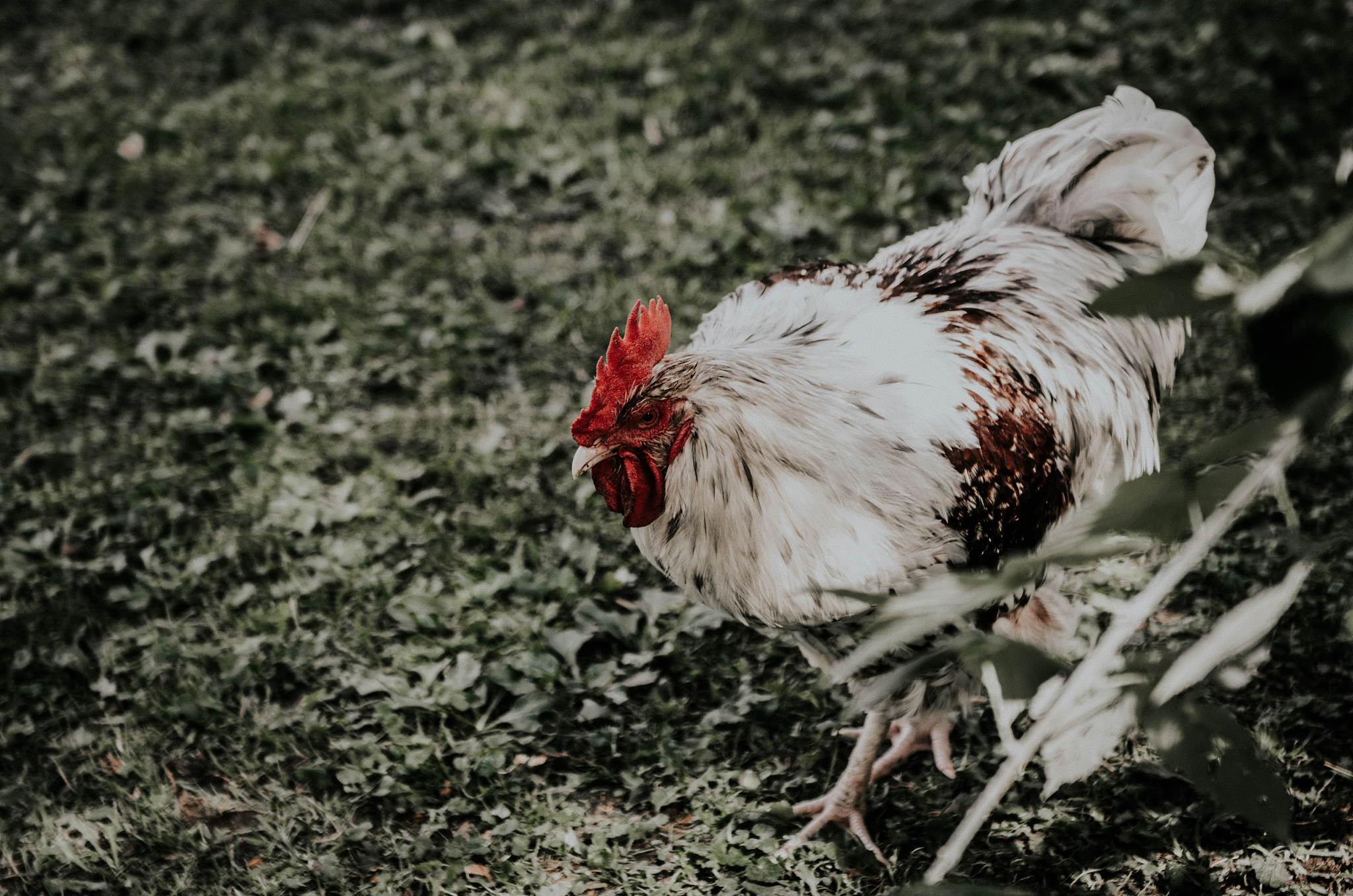 chicken