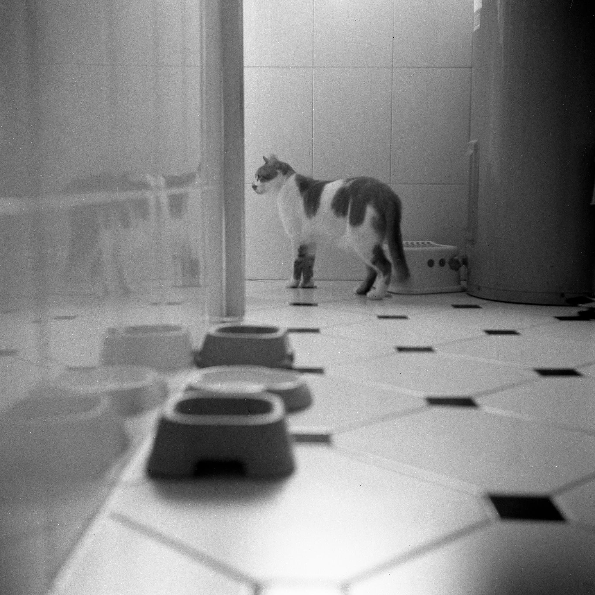 猫狗识别实战项目：基于深度学习的高效识别系统