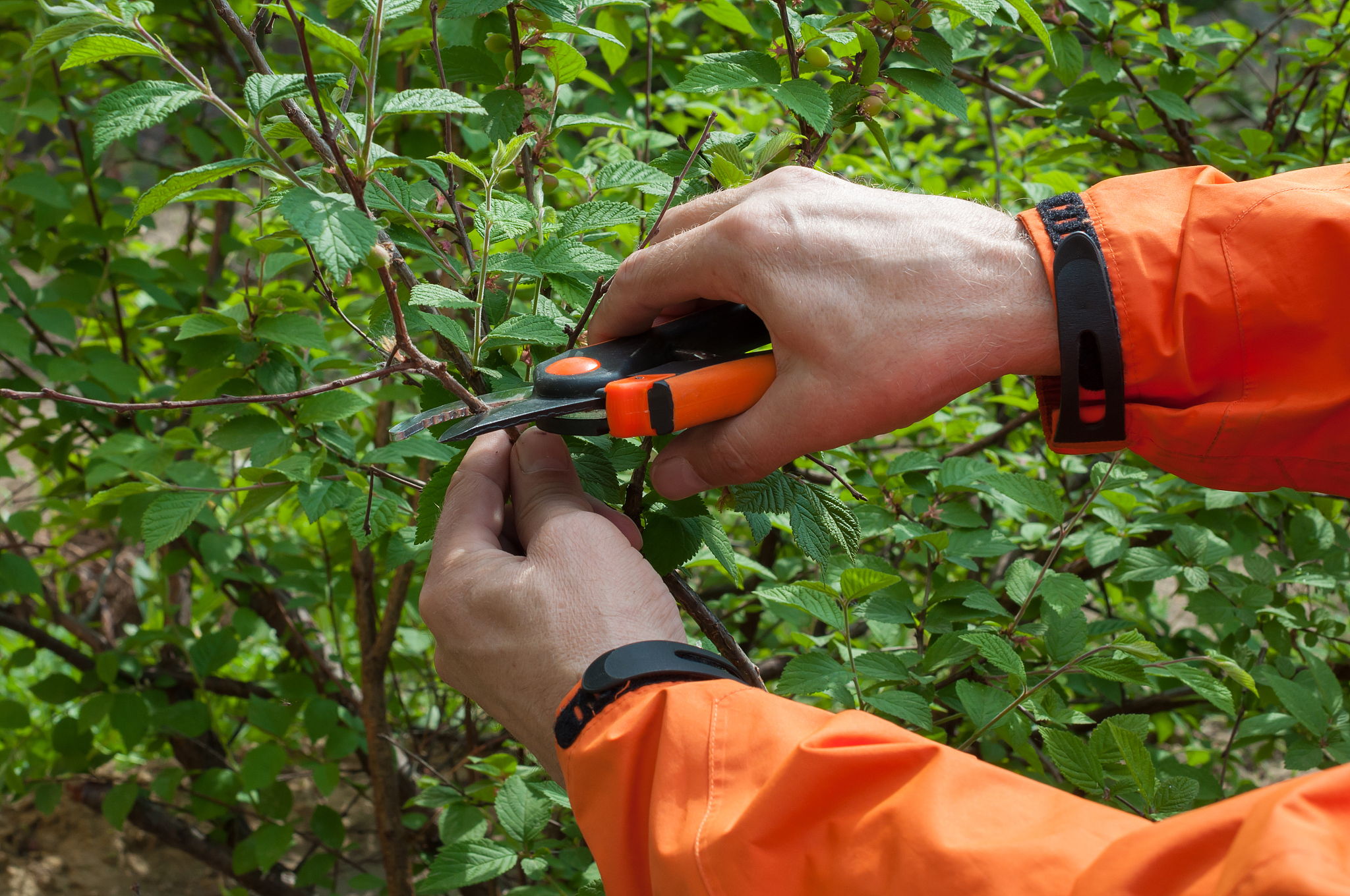 安徽阜阳农业学校2021年招生专业有哪些