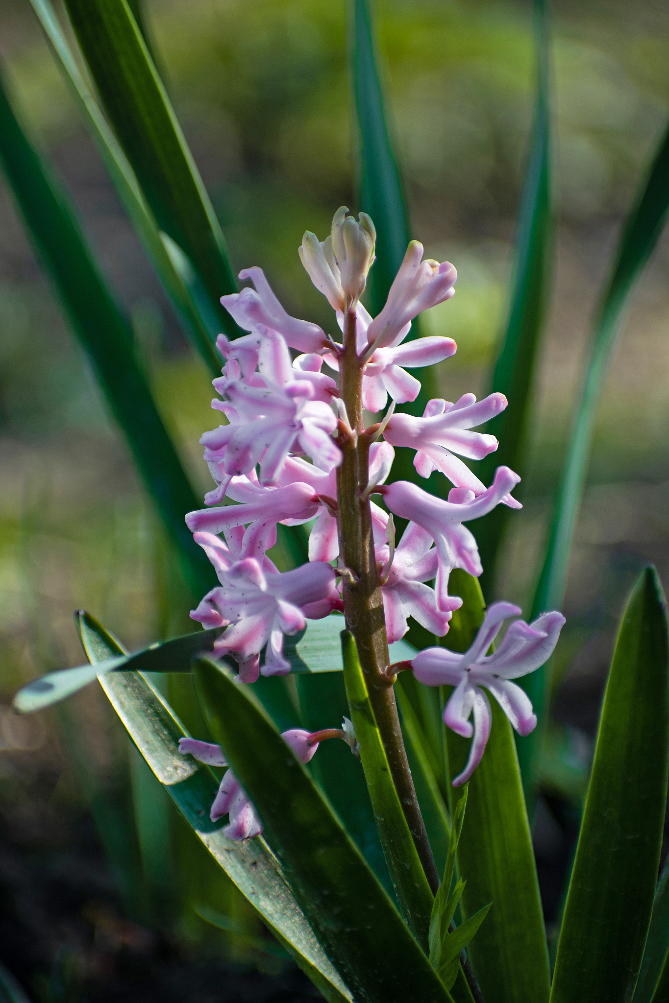 light pink hyacinth in the garden. spring flower. fresh early sp