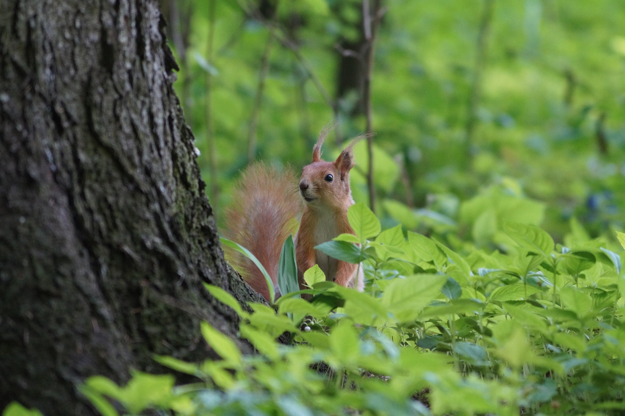 小松鼠下山玩耍