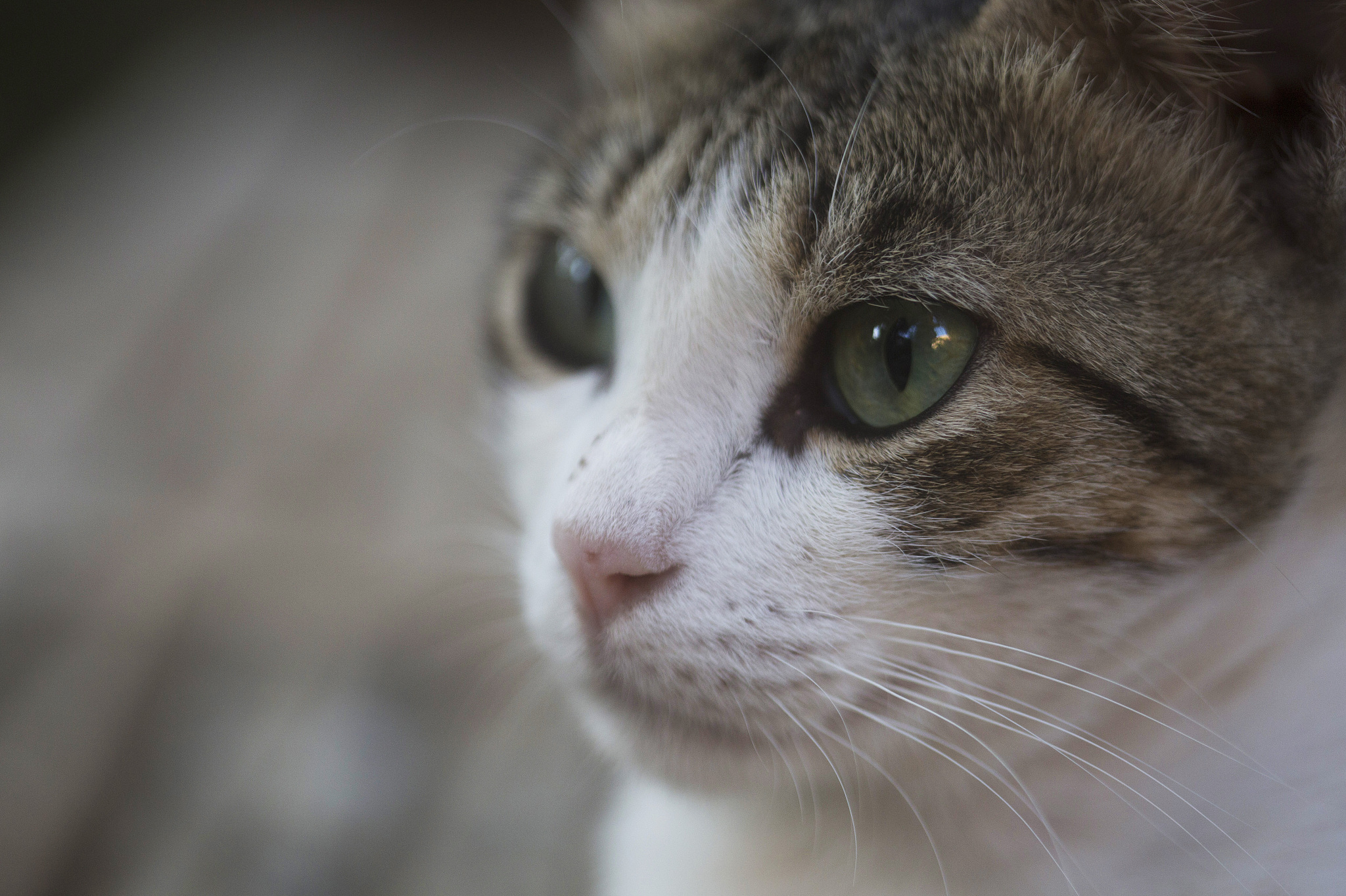 a close up of a cat in the yard