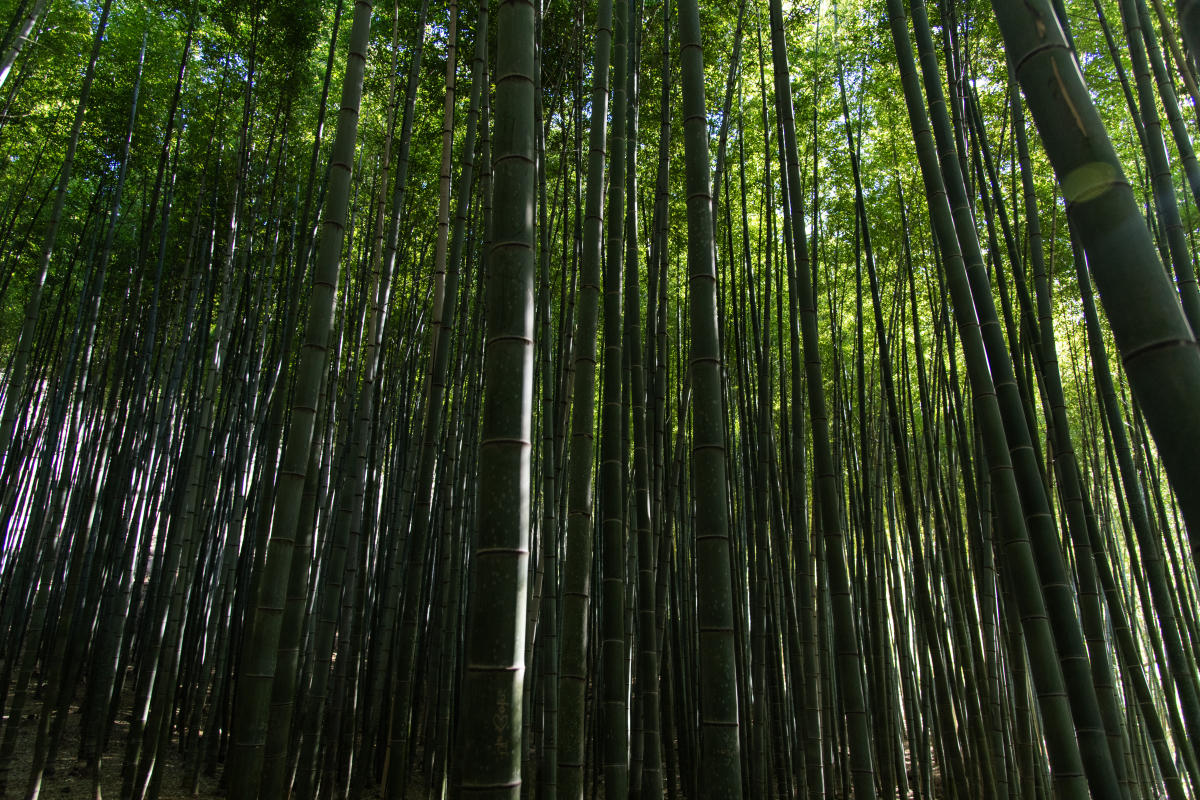 丛篁是什么意思 - 词语解释及文化意义