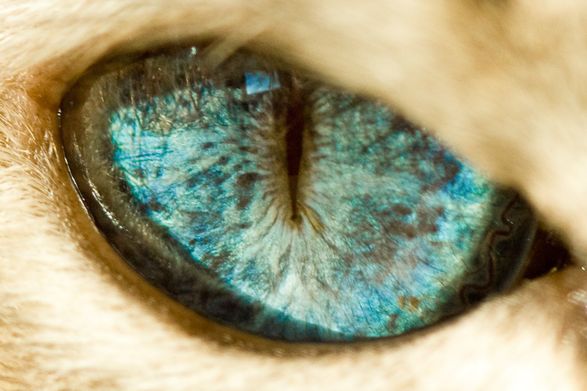 blue eye