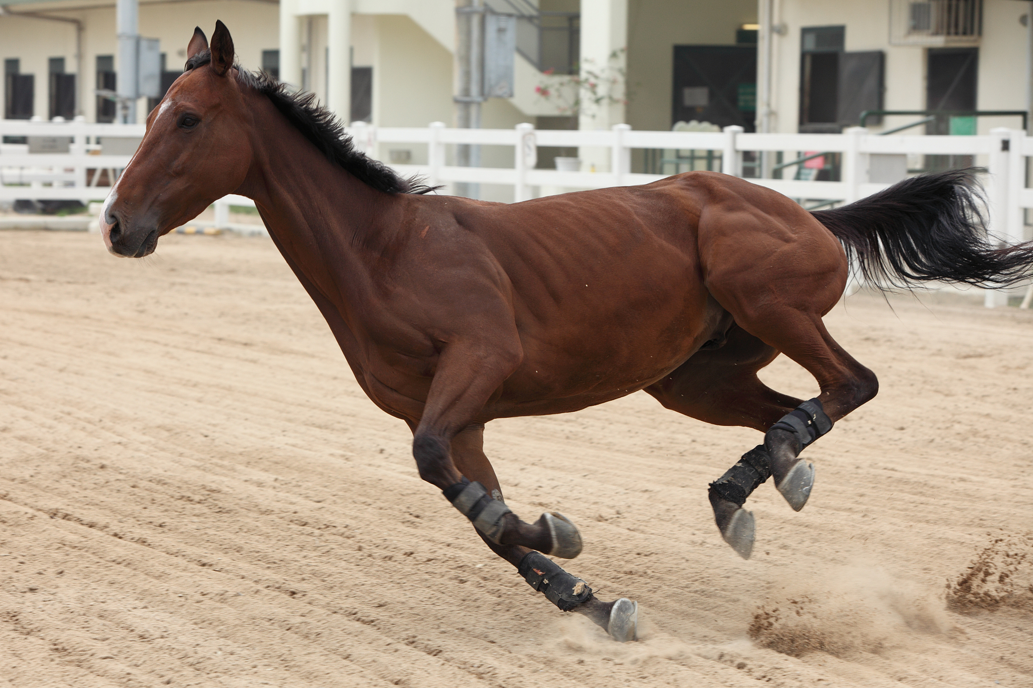 horse