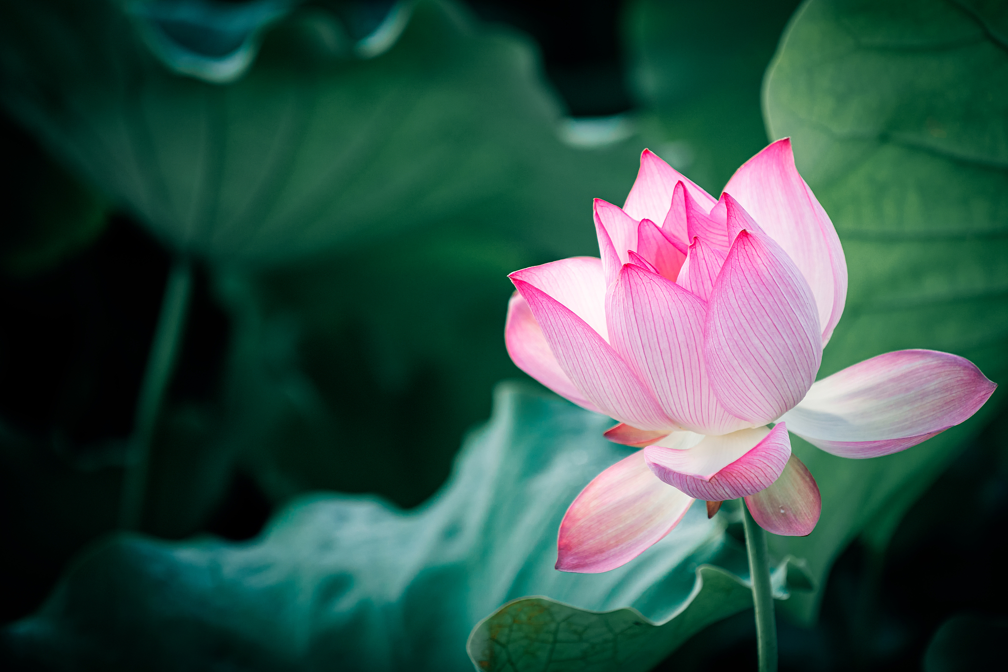 荷花随风摇曳，如梦如幻的舞蹈