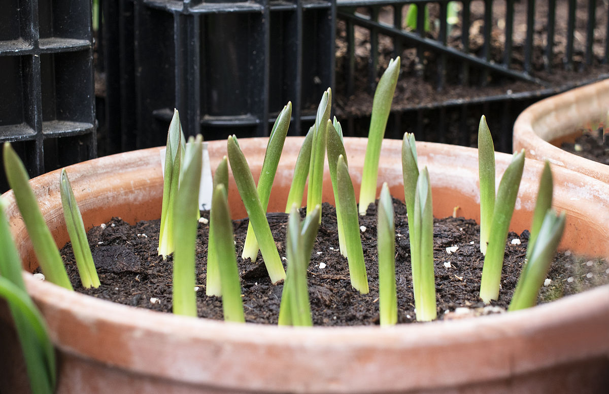 郁金香的养殖方法