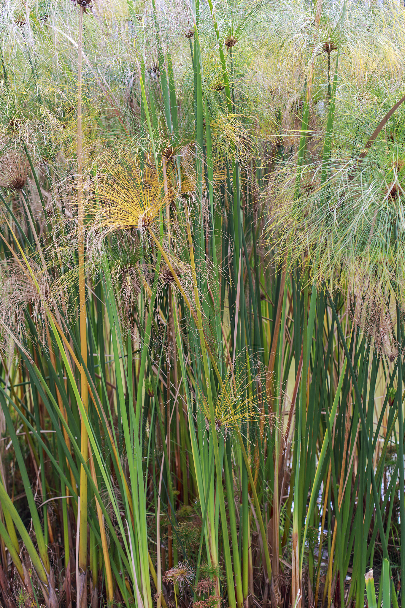 cyperus papyrus