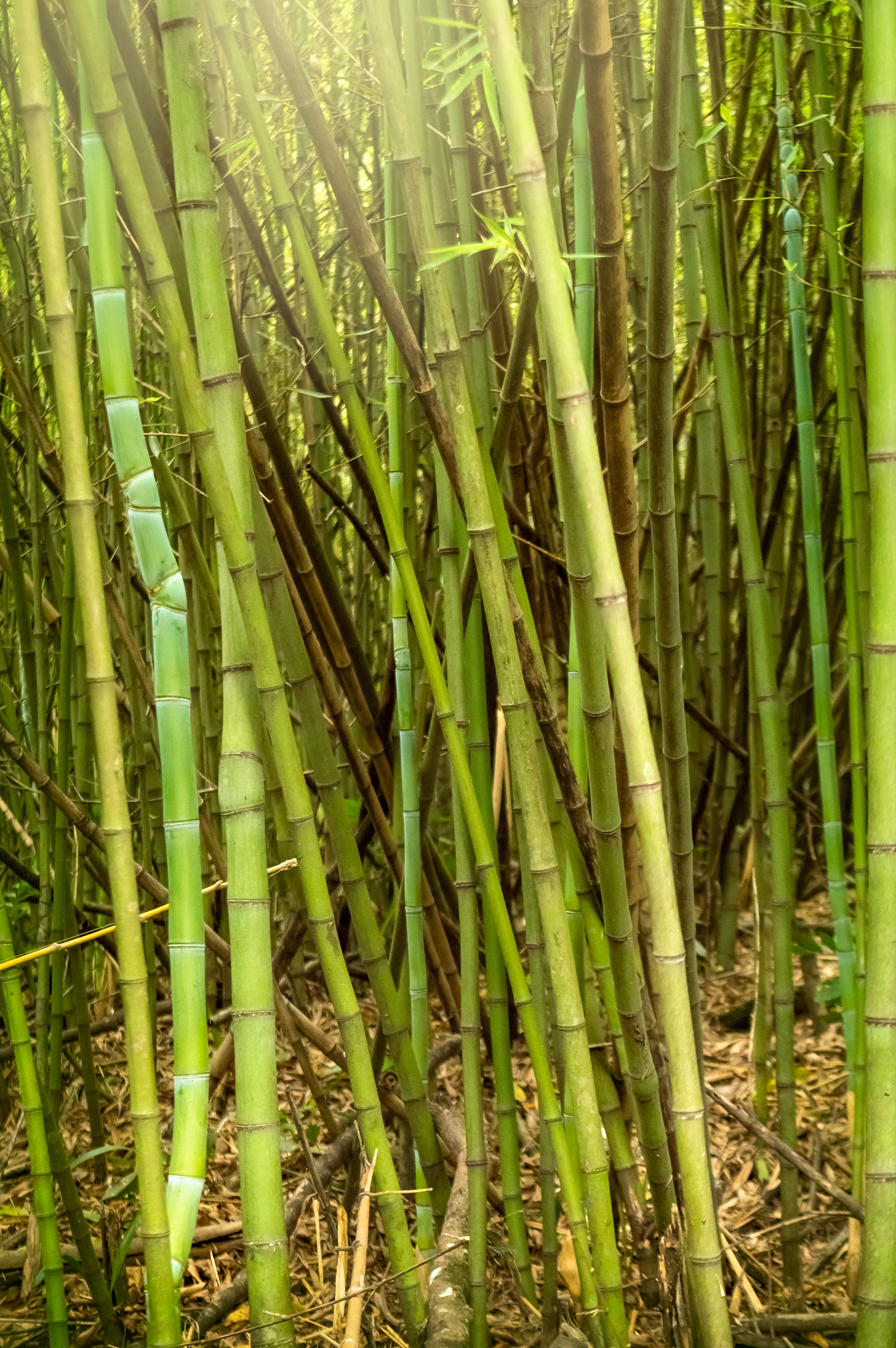 bamboo forest hit by sunlight