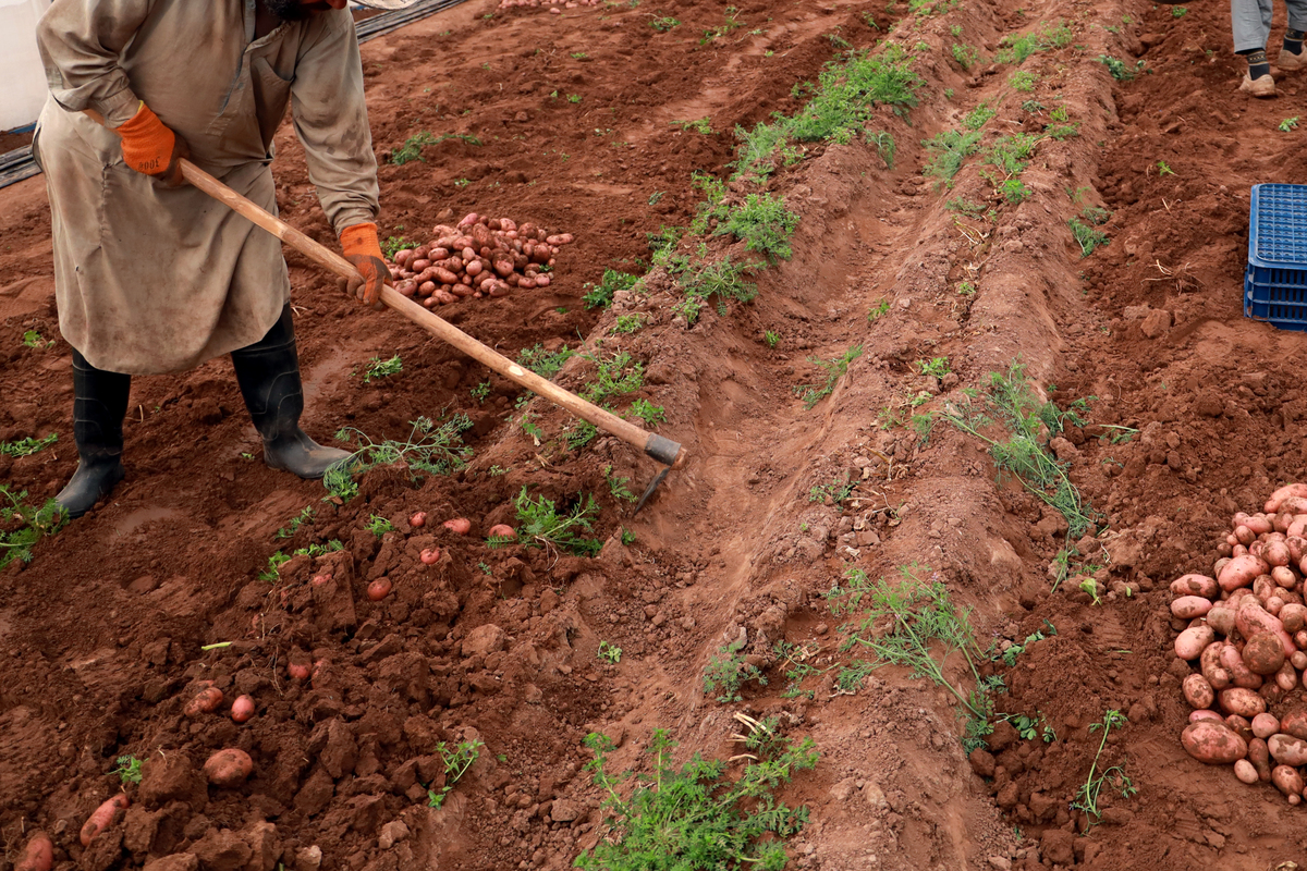土豆耐寒种植技巧：提高土豆抗寒性的实用指南