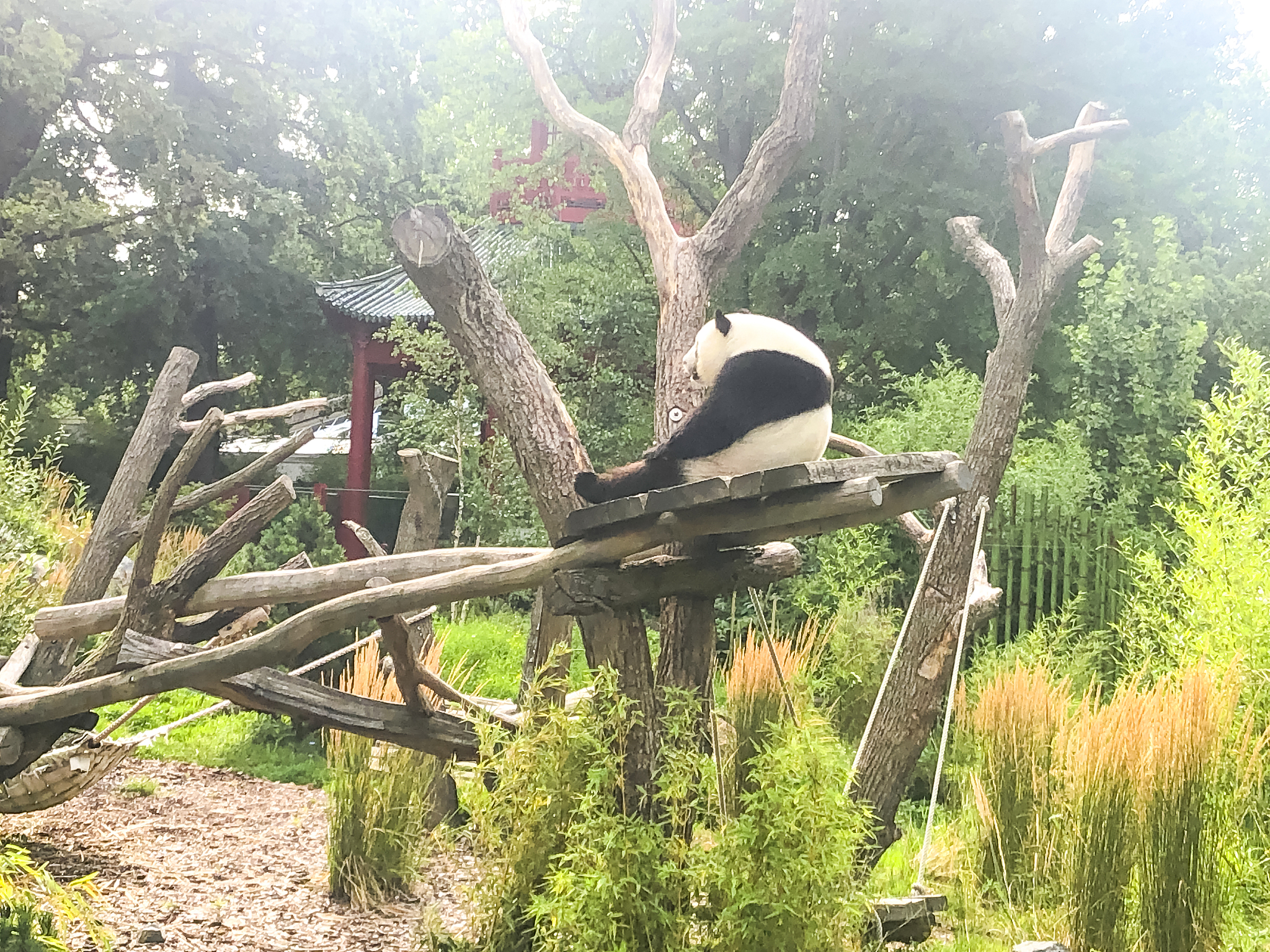 very beautiful and cute panda bear walking in nature
