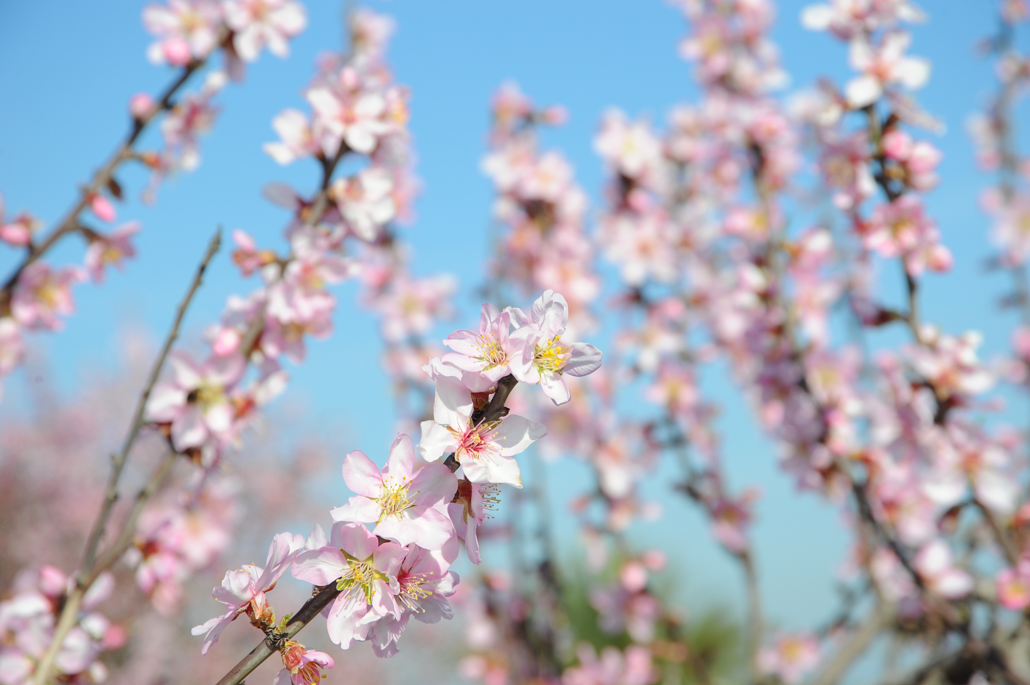 mandelblüte in spanien