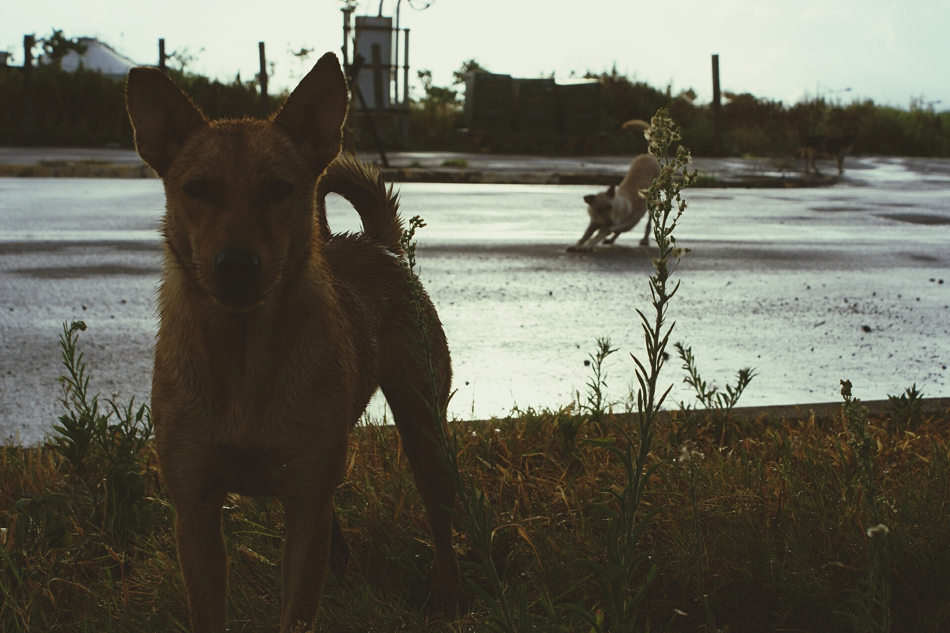 two dogs outside