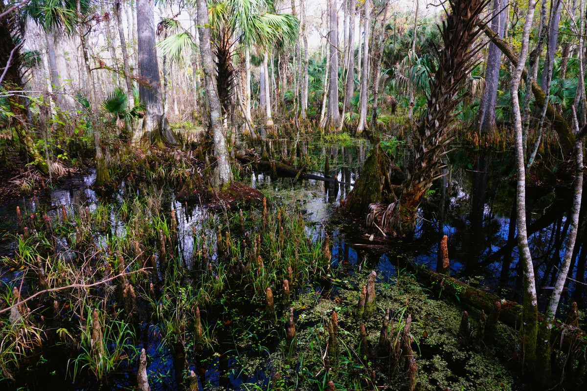 热带雨林：地球之肺，生态环境的守护者