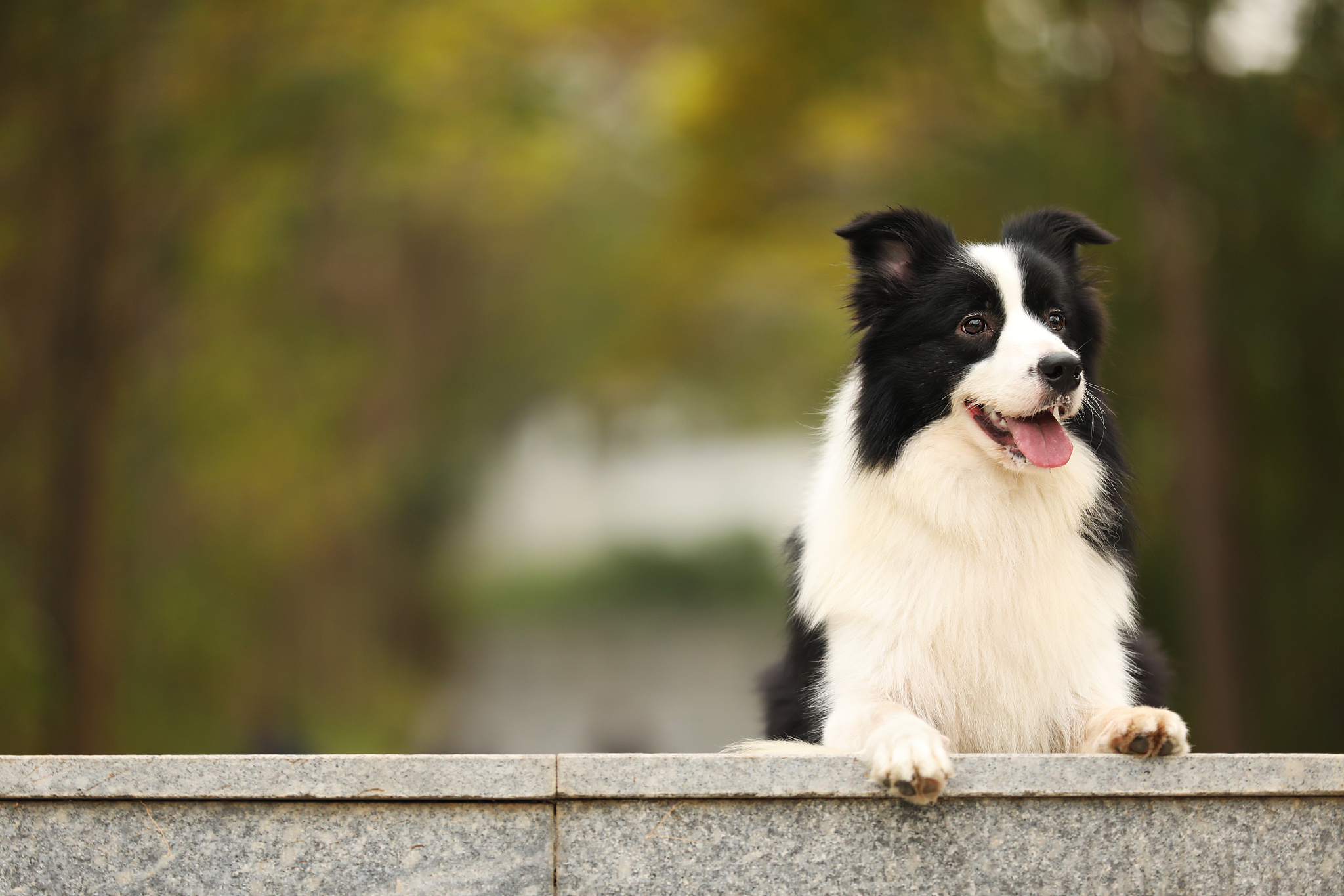 如果我设计一个ip它原型是边牧我把它和足球相结合你觉得我该如何设计