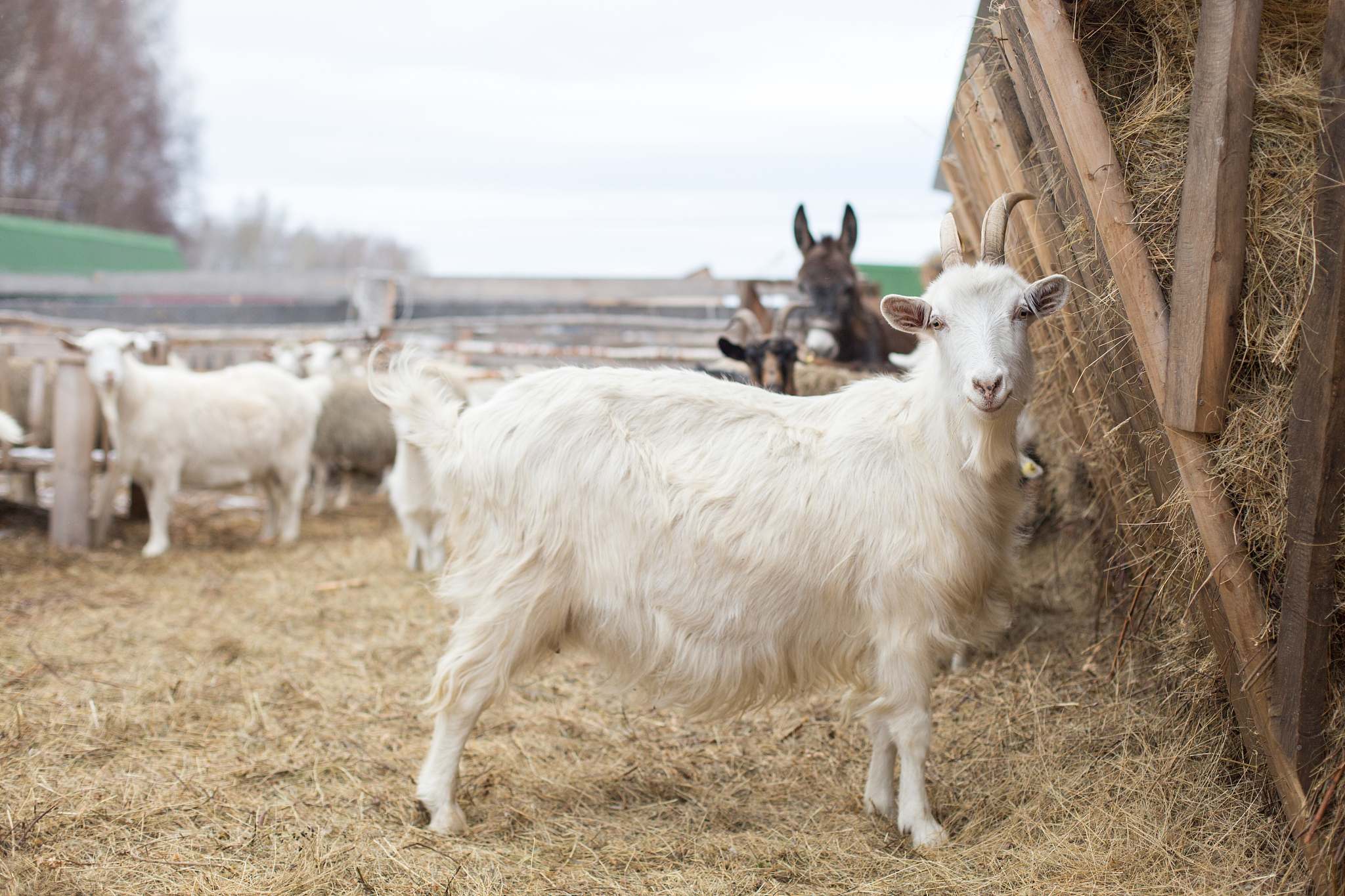 REPRODUCTION IN DOMESTIC ANIMALS 期刊 - 家畜繁殖研究的权威平台