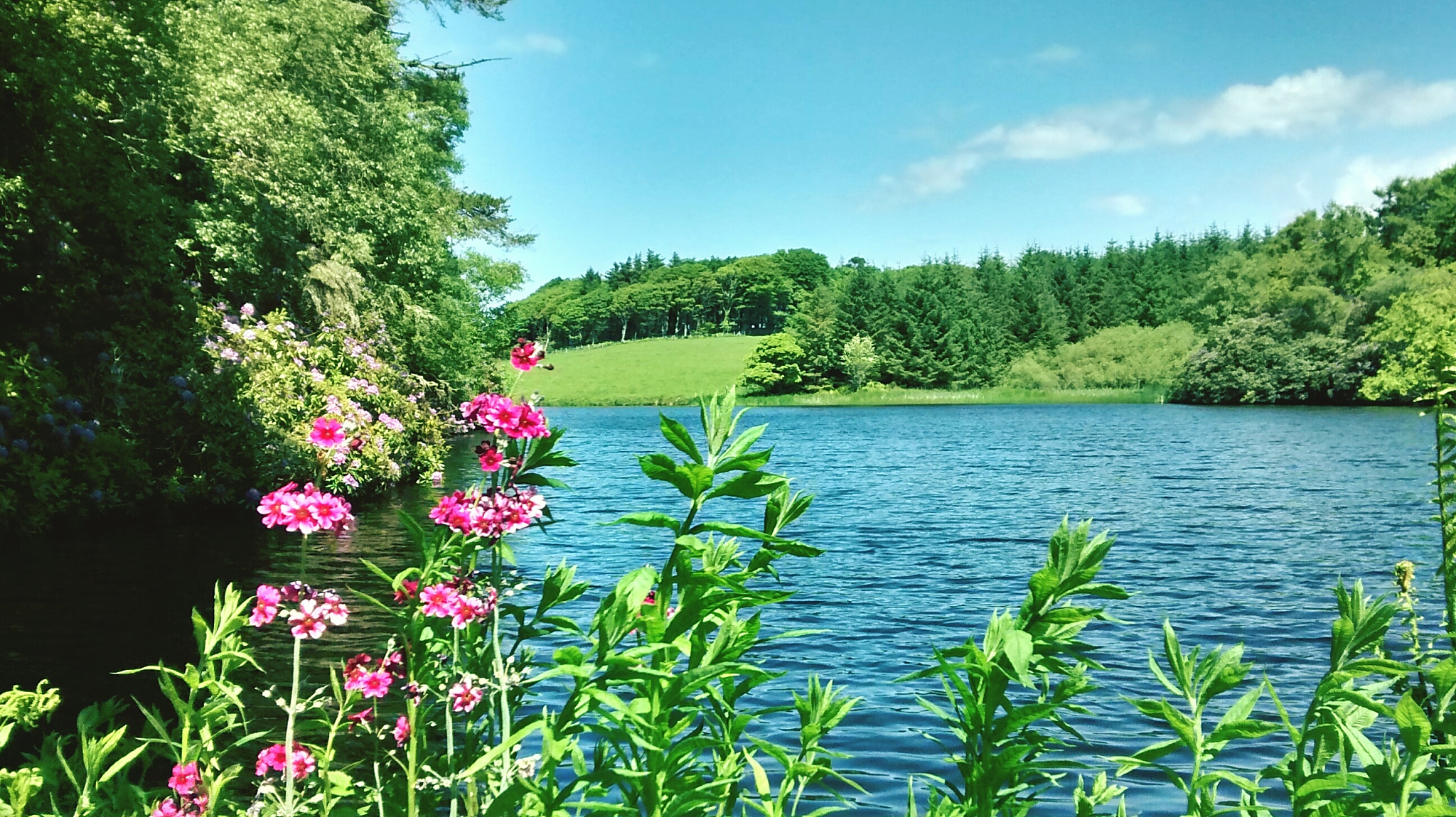 夏日美景：阳光、花朵、绿树与湖泊