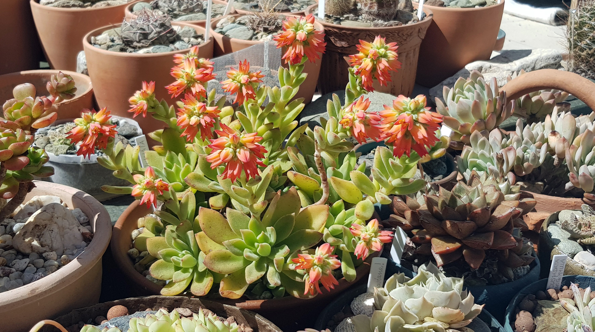 假期旅游多肉怎么办？这份养护攻略让你放心出游！