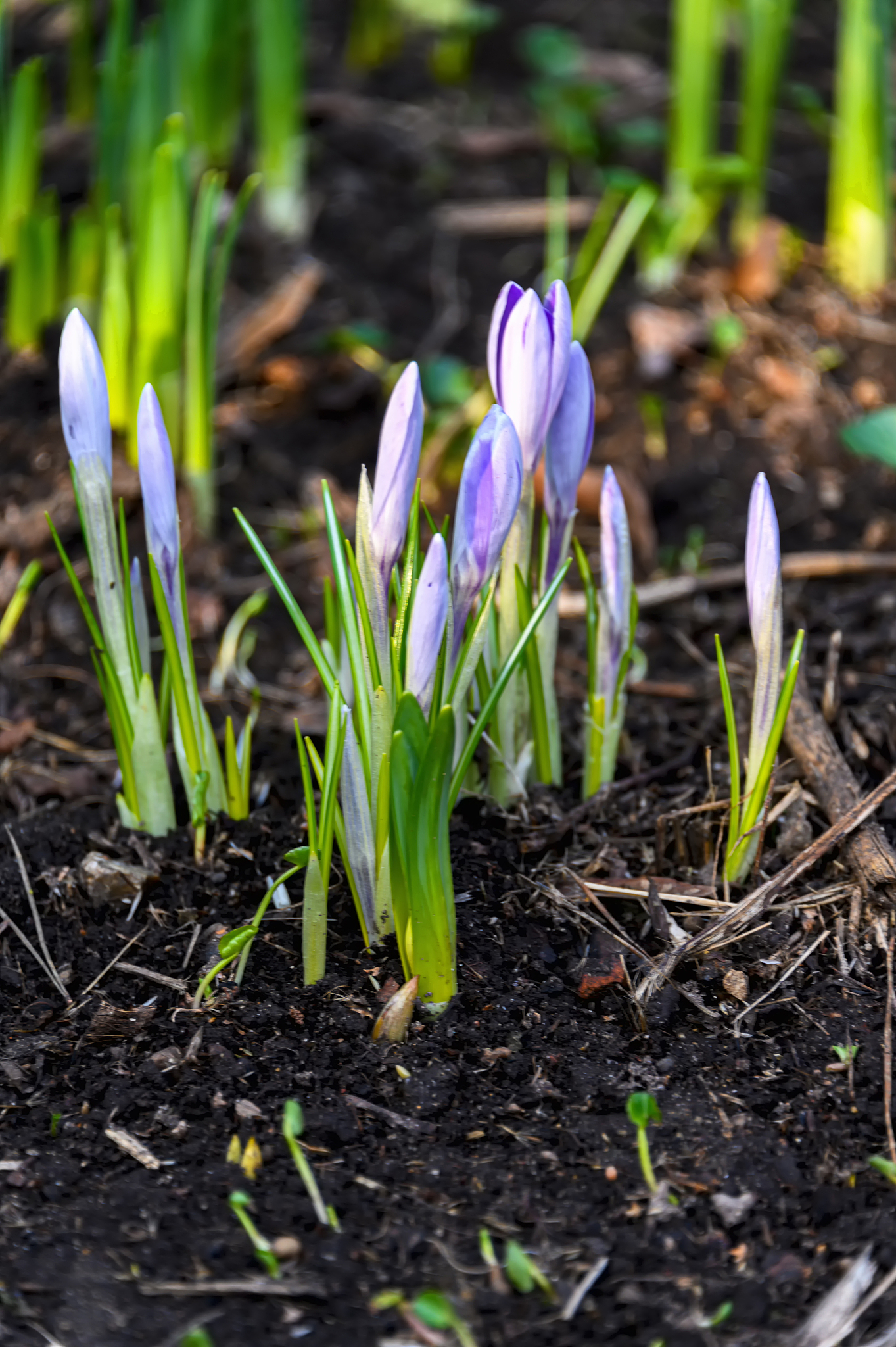 flowering crocuses or crocuses with purple petals (spring crocus