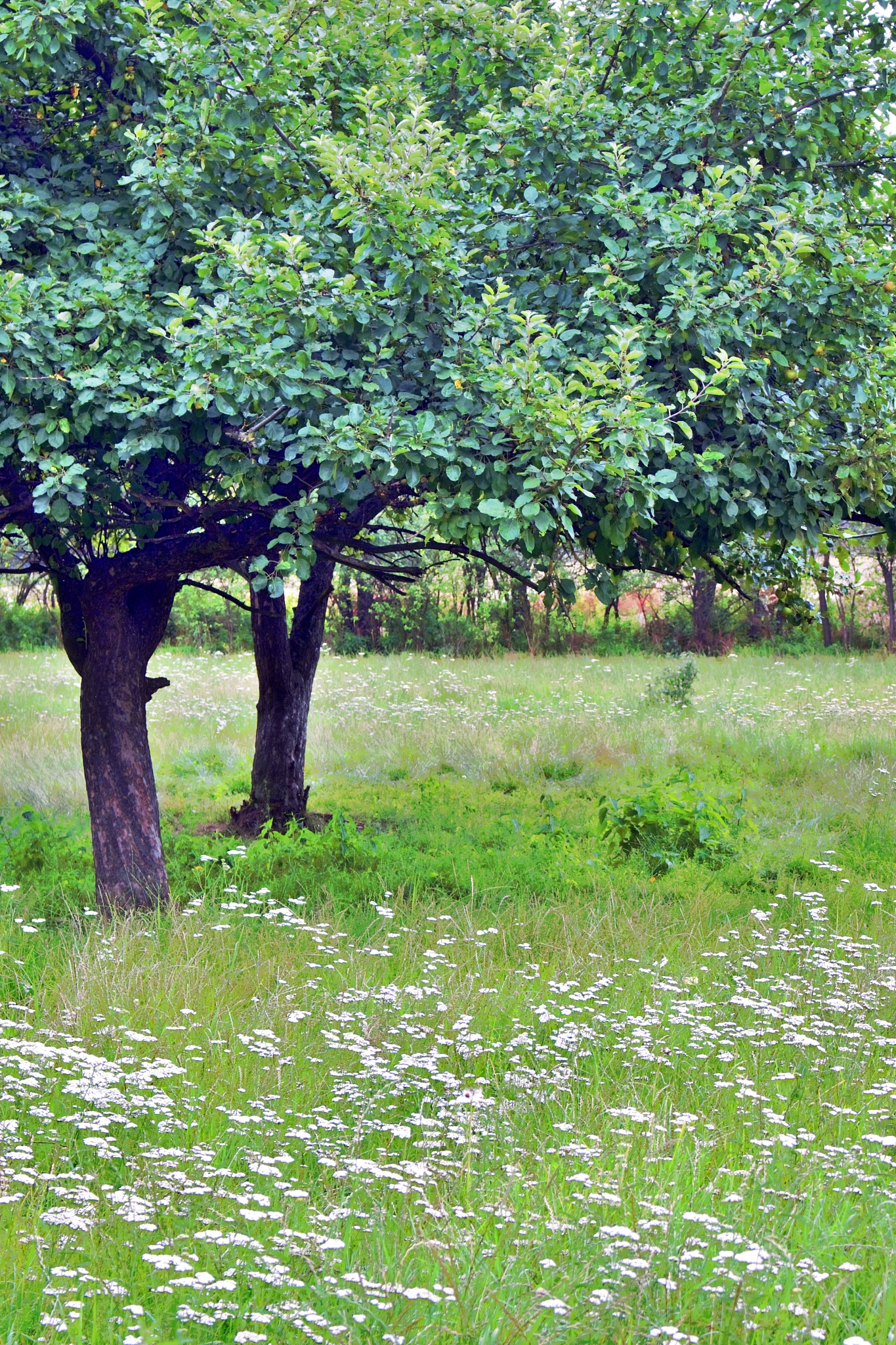贵州大学园艺专业招生：培养高素质园艺人才，开启美好未来