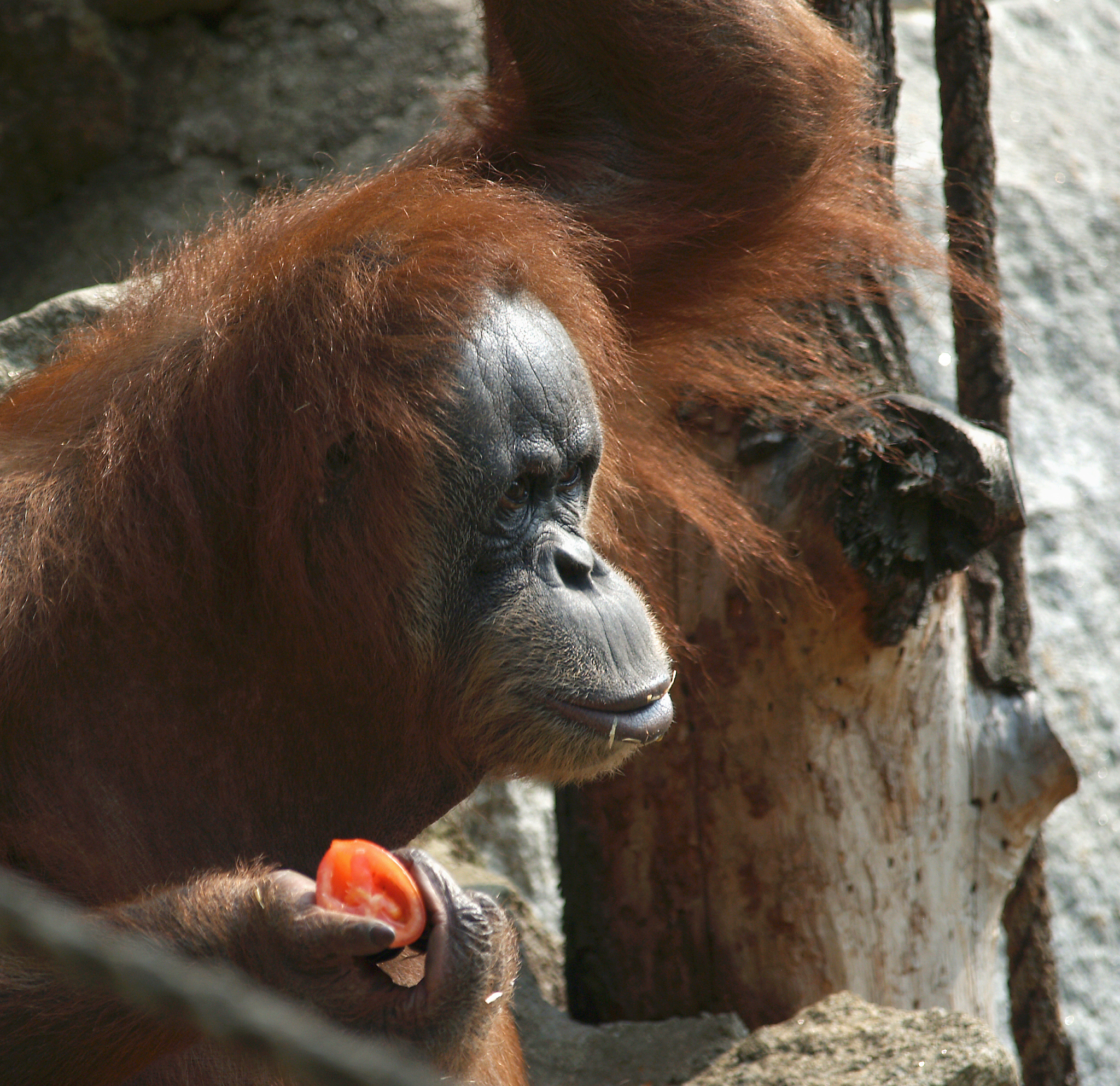 orangutan