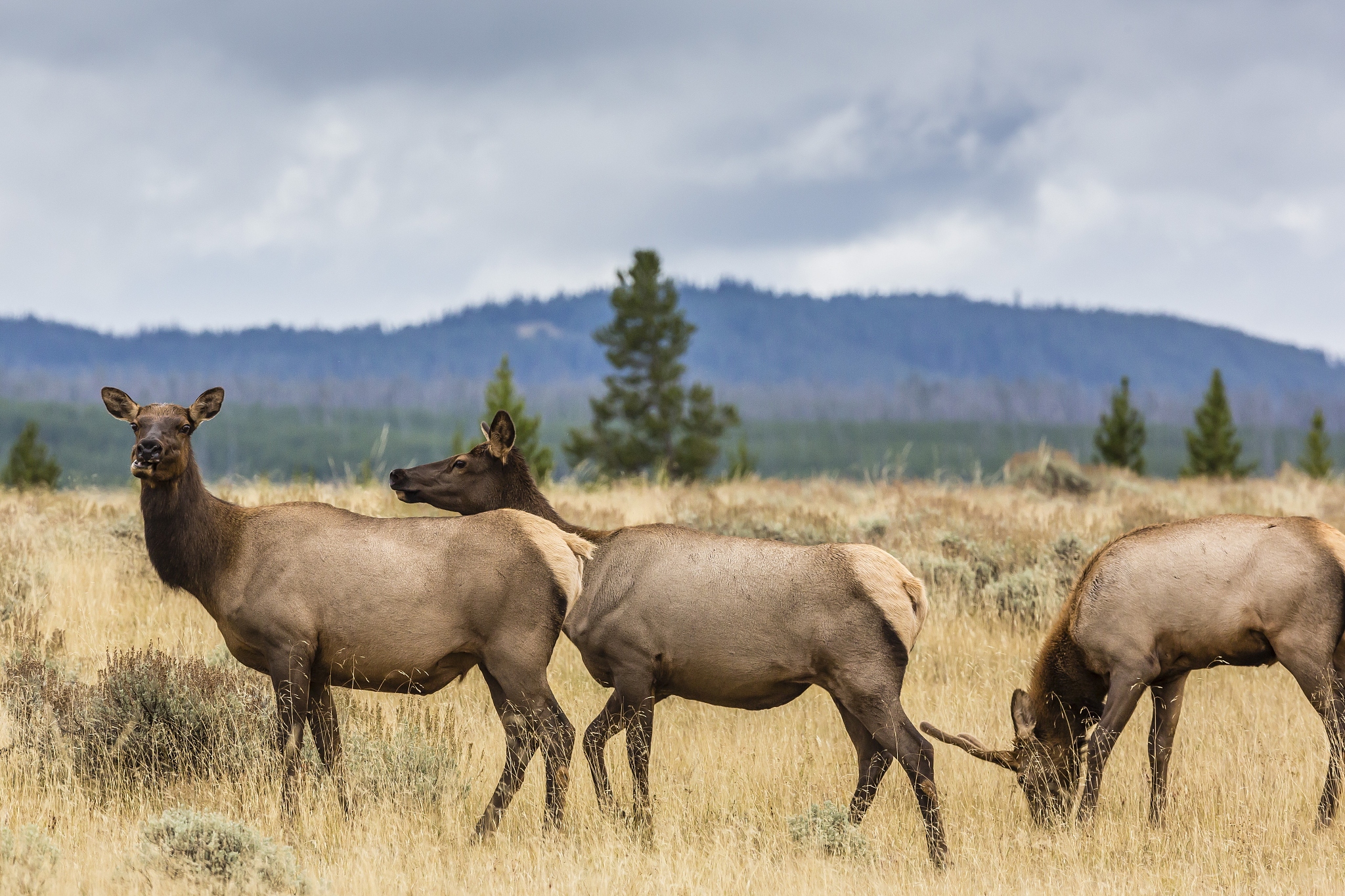 elk herd (cervus canadensis) grazing in yellowstone national par