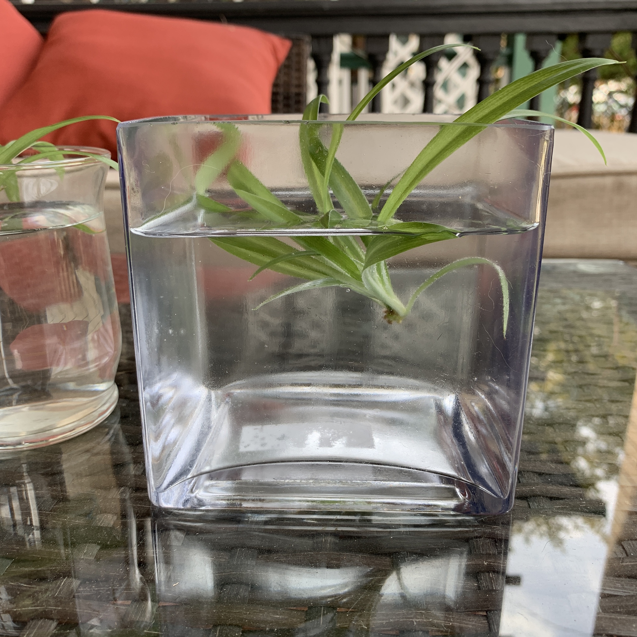 水培植物增氧：过氧化氢的作用和使用方法