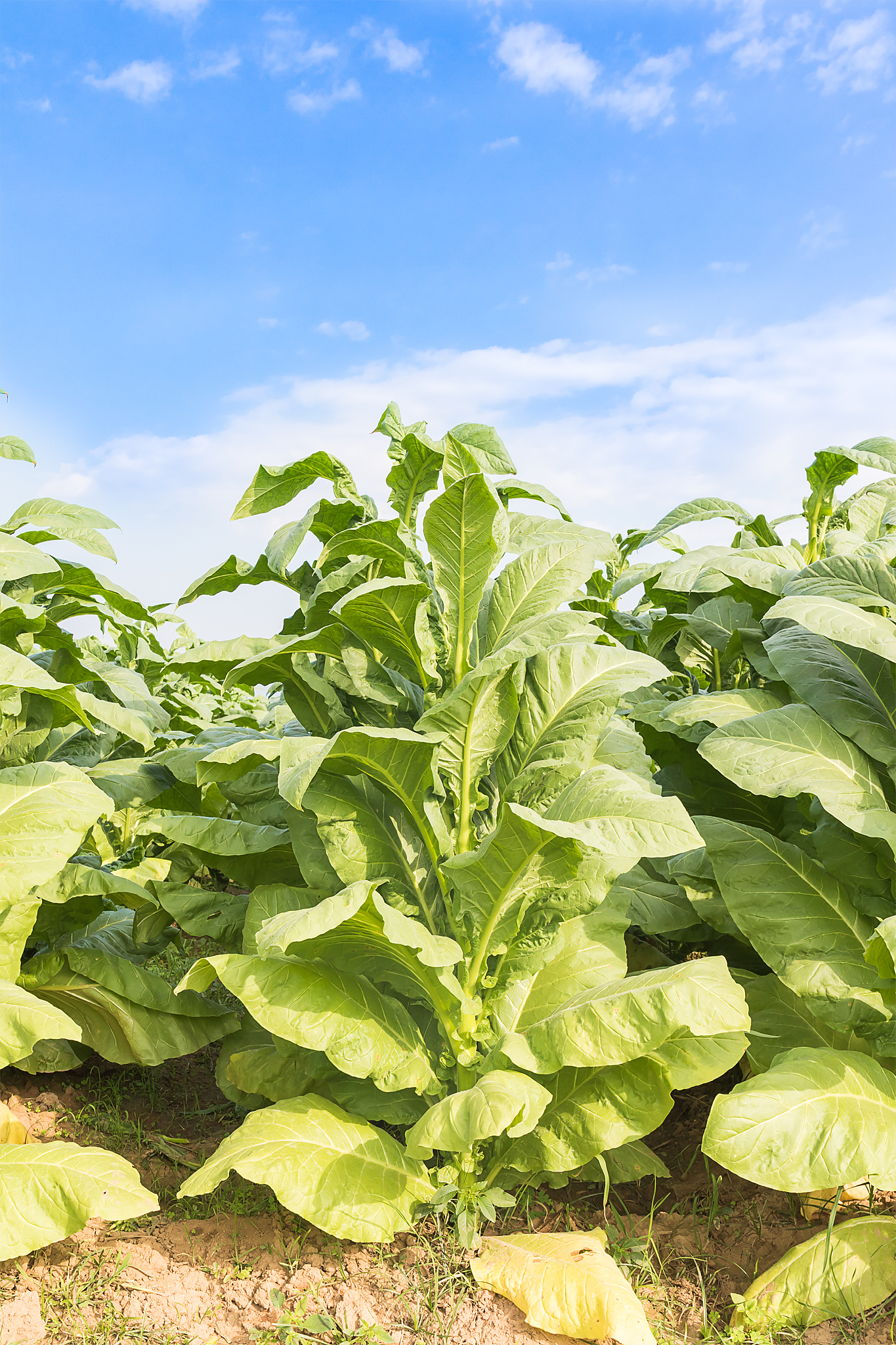 field of nicotiana tabacum