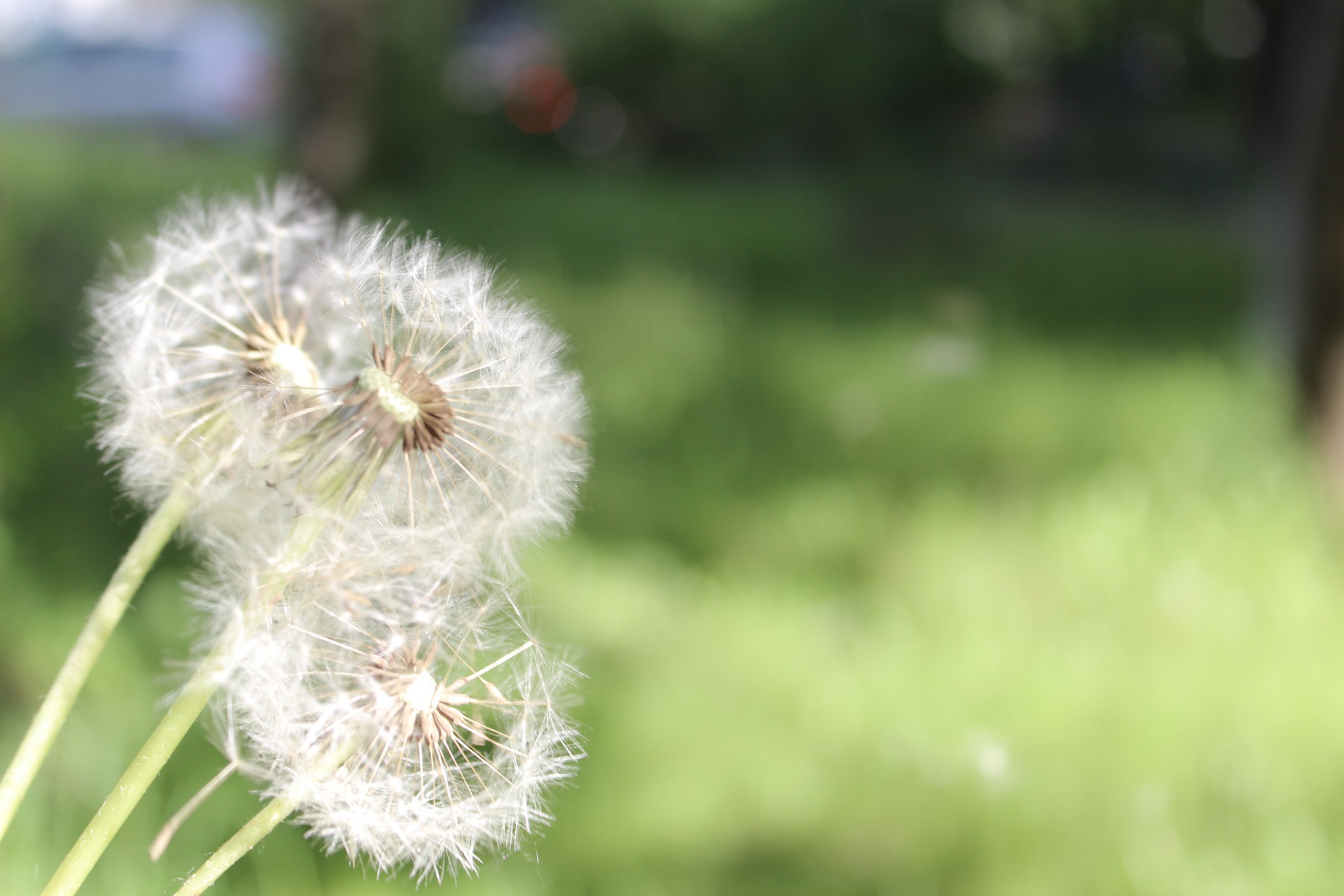 海南农业种子繁育管理述职报告：高产优质种子培育与管理体系建设