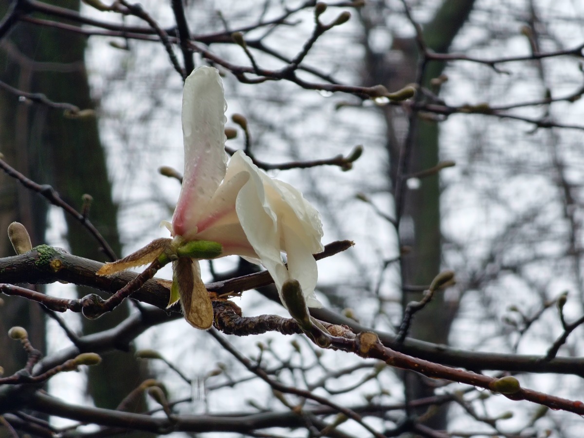 玉树琼枝的美好寓意是什么