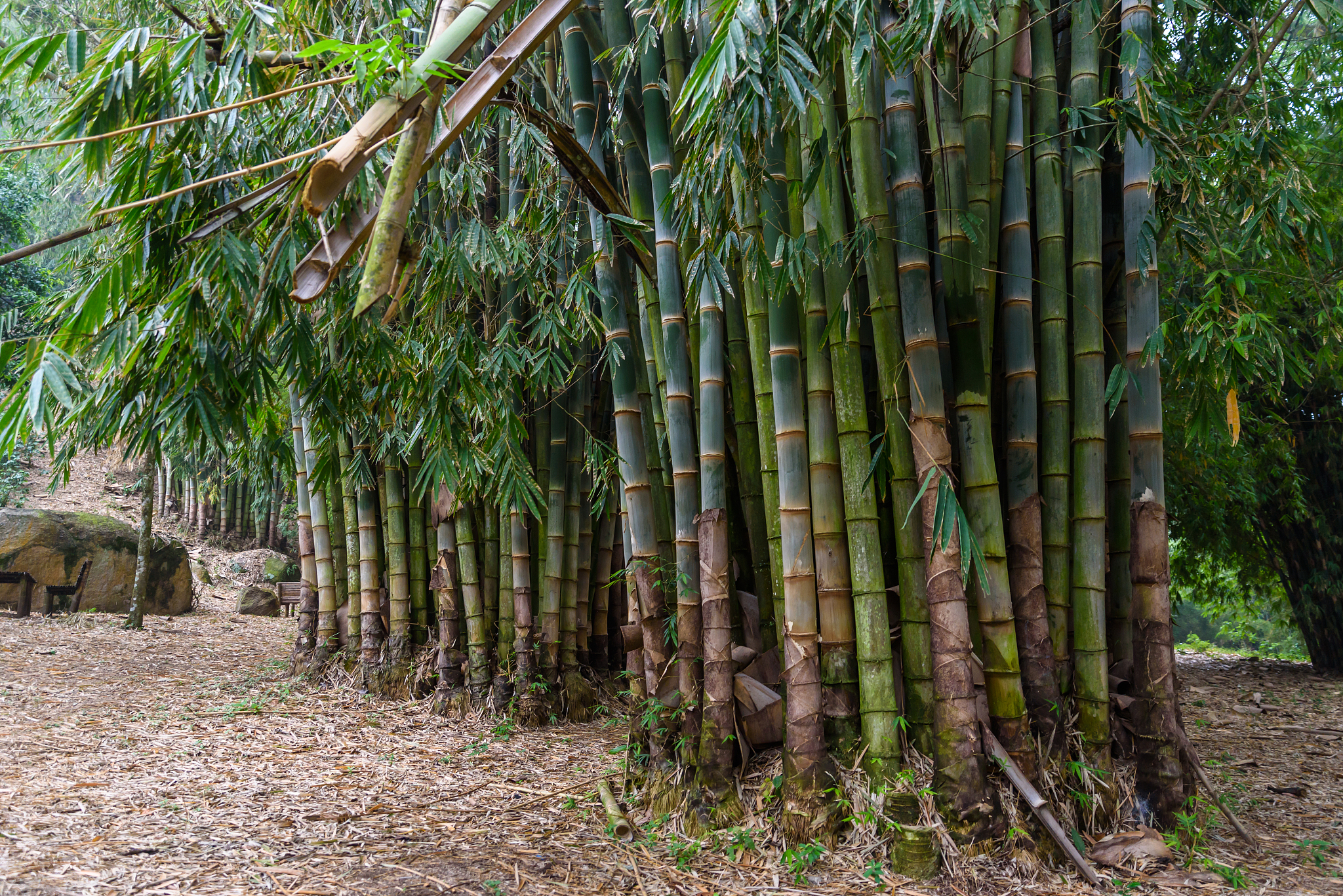 bamboo branch in bamboo forest, beautiful green nature backgroun