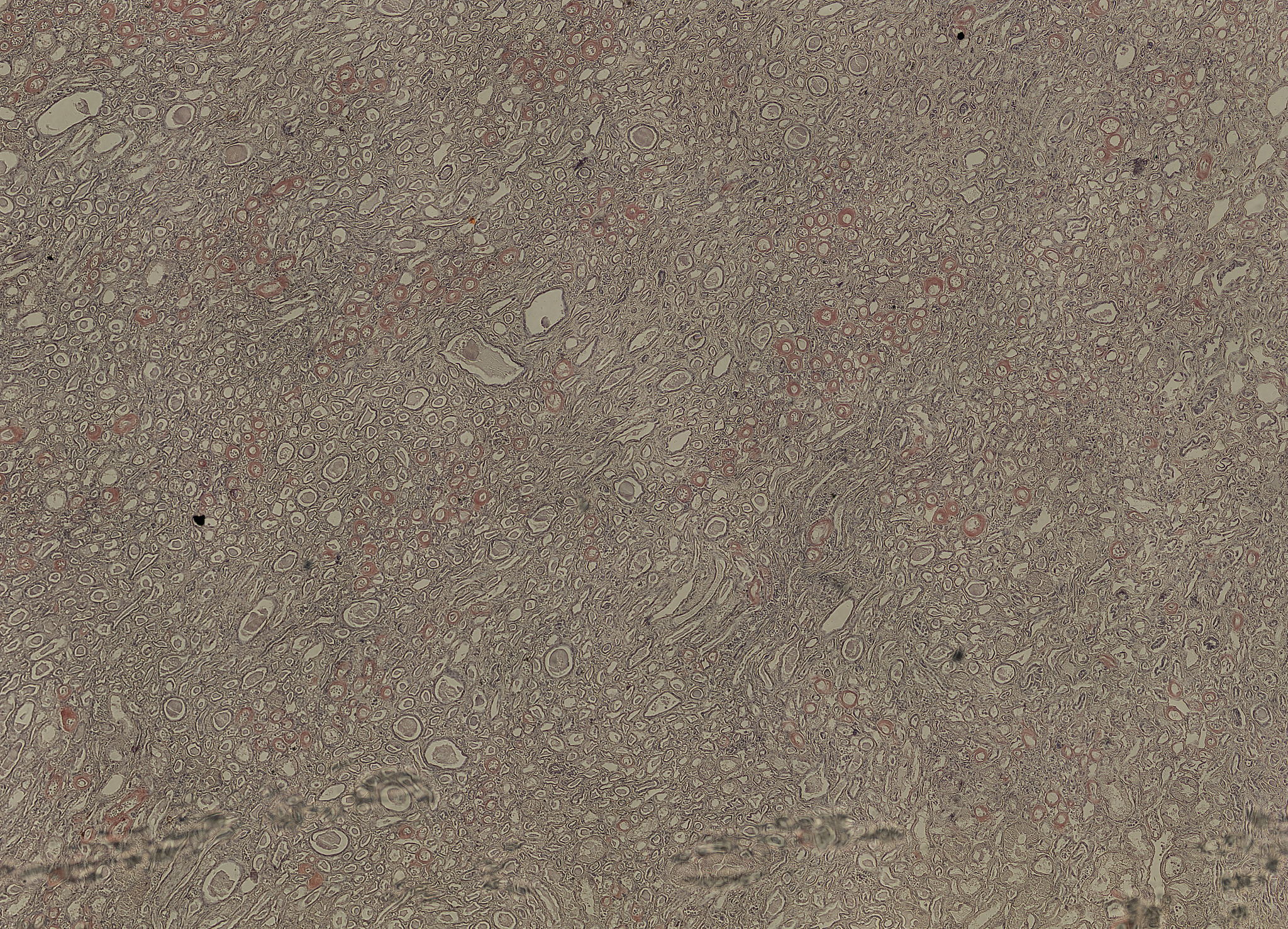 生物的共同特征是什么